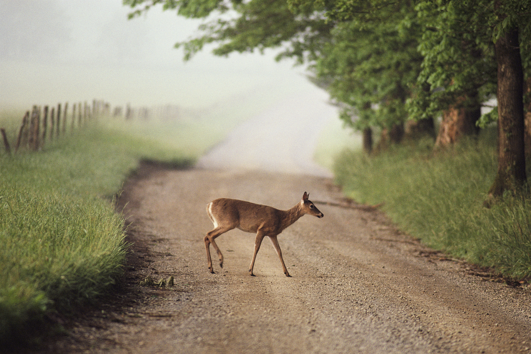 trees, animals, grass, deer, Tennessee, National Park - desktop wallpaper