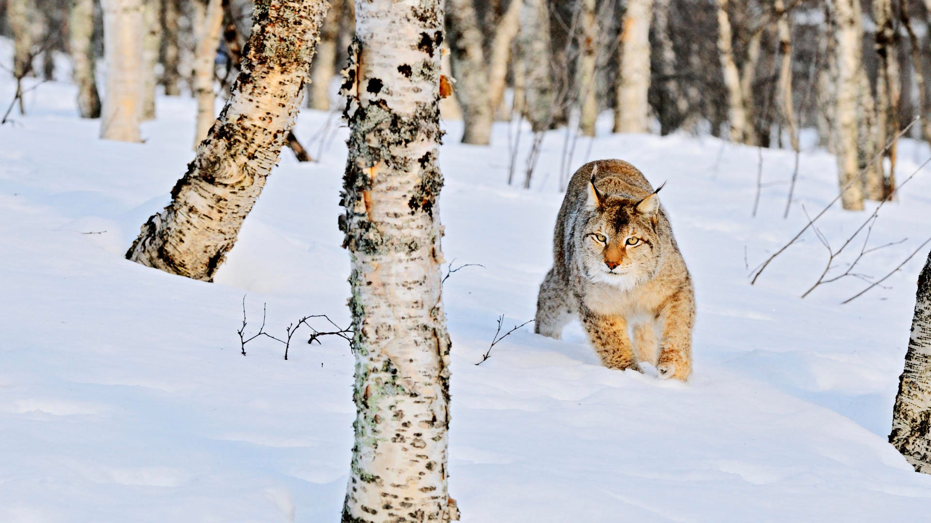 nature, snow, trees, animals, bobcats - desktop wallpaper