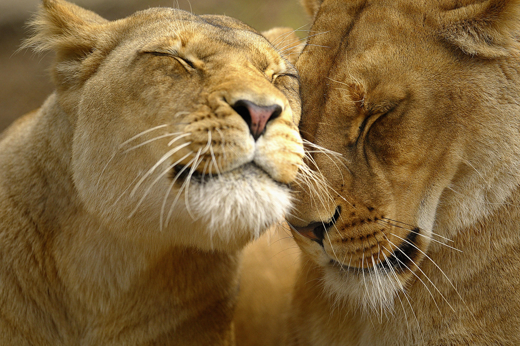 love, animals, lions - desktop wallpaper