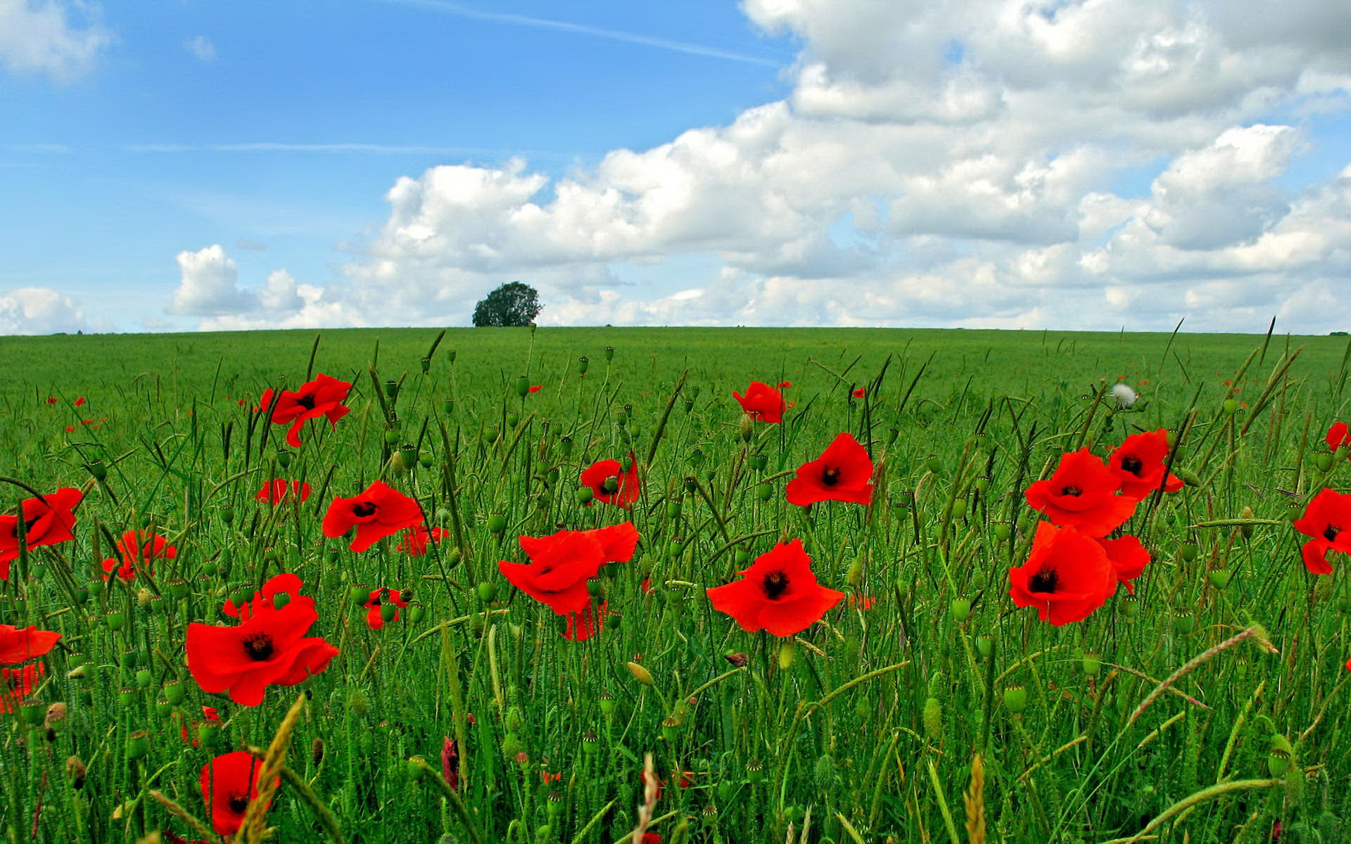 landscapes, nature, red, flowers, poppy - desktop wallpaper