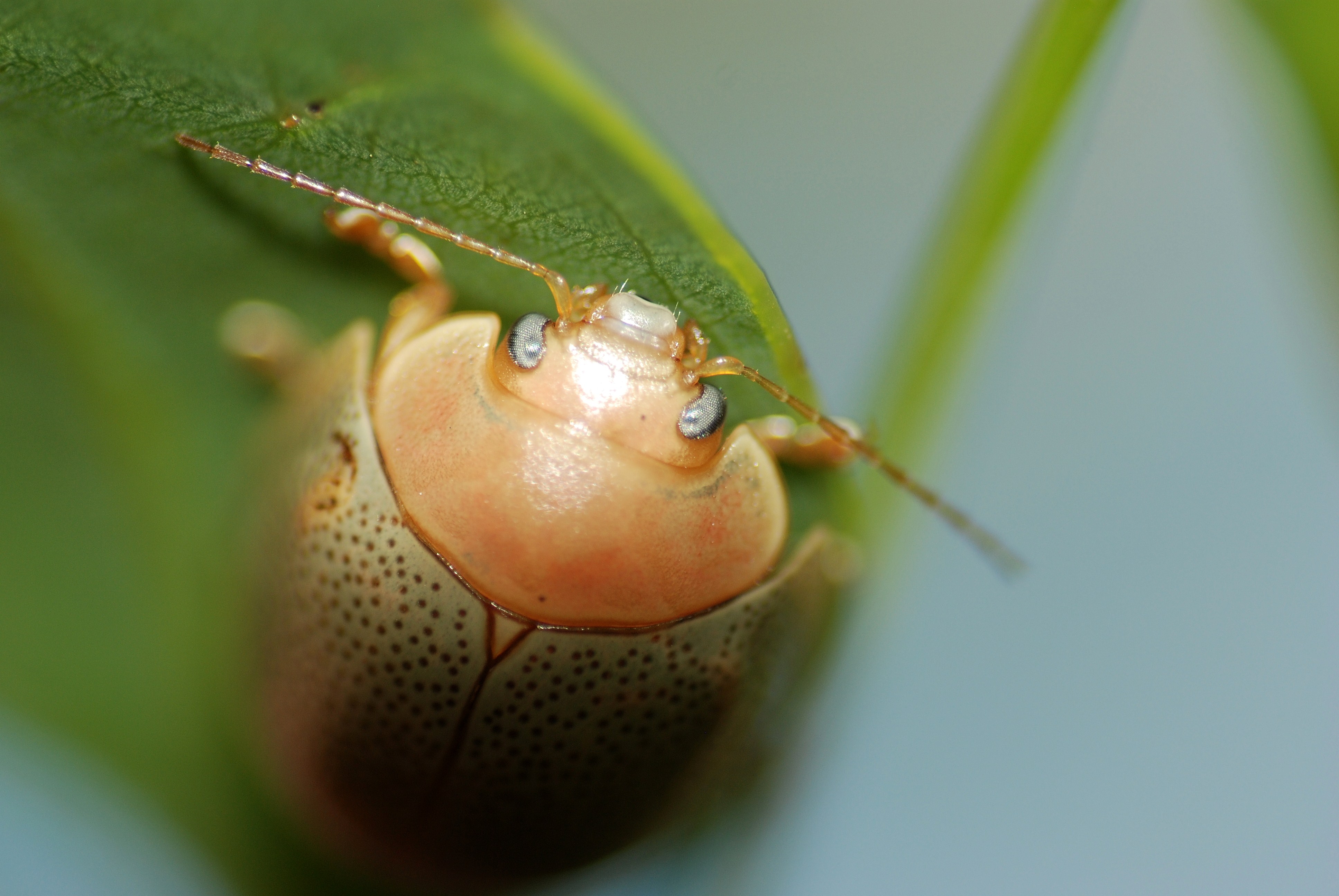 animals, insects, Bug, beetles, macro - desktop wallpaper
