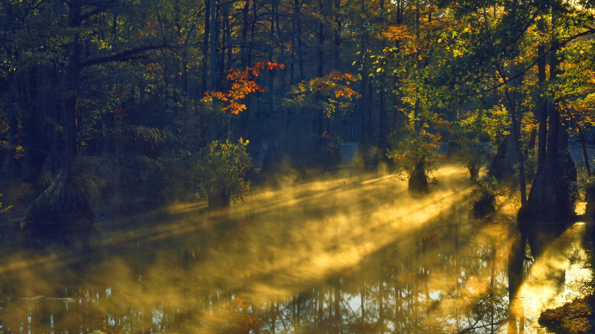 sunrise, forests, sunlight, swamp, parks, cypress, North Carolina - desktop wallpaper