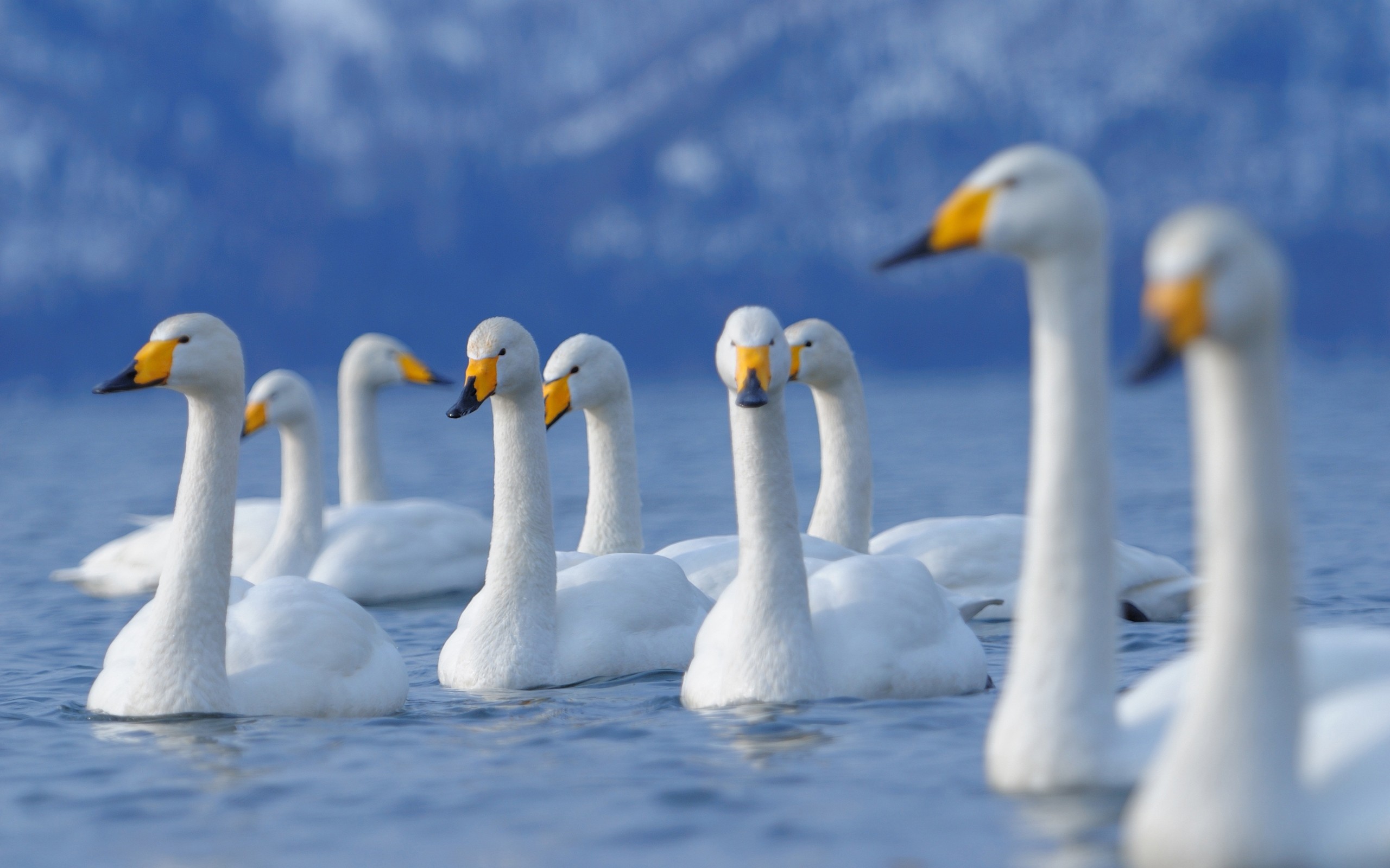 water, nature, birds, swans, blurred background - desktop wallpaper