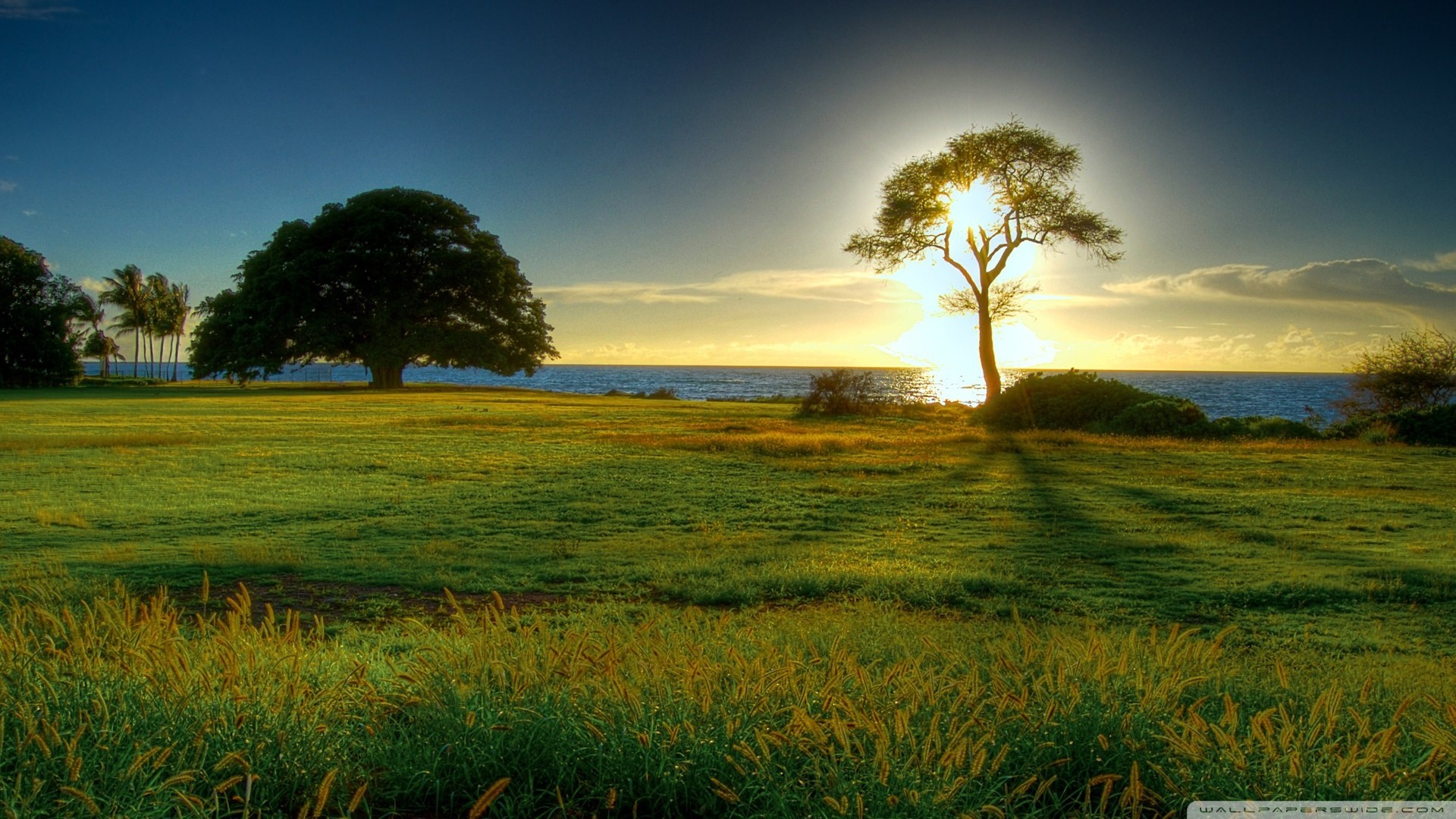 sunset, trees, meadows, sea - desktop wallpaper