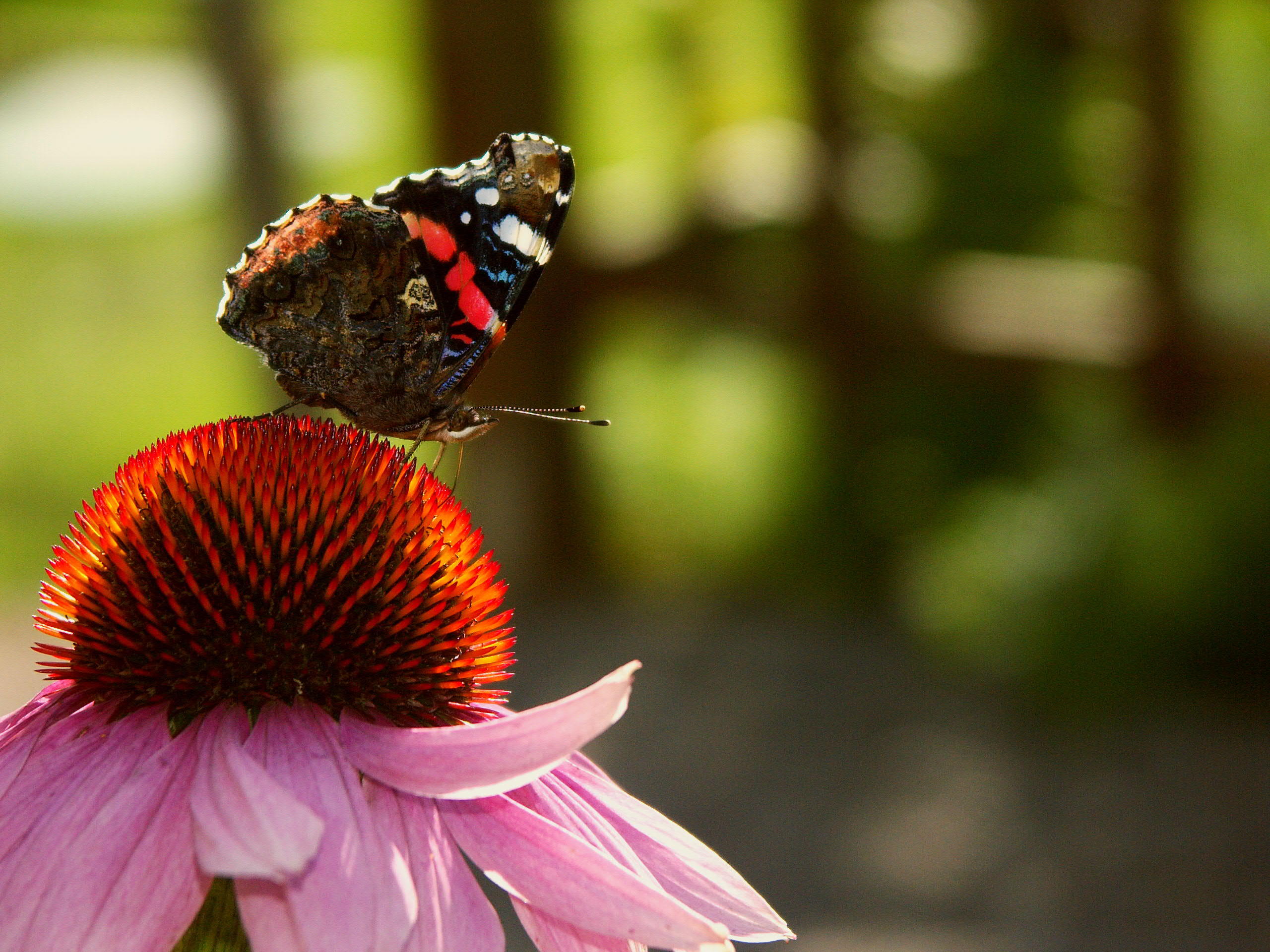 nature, flowers, insects, butterflies - desktop wallpaper