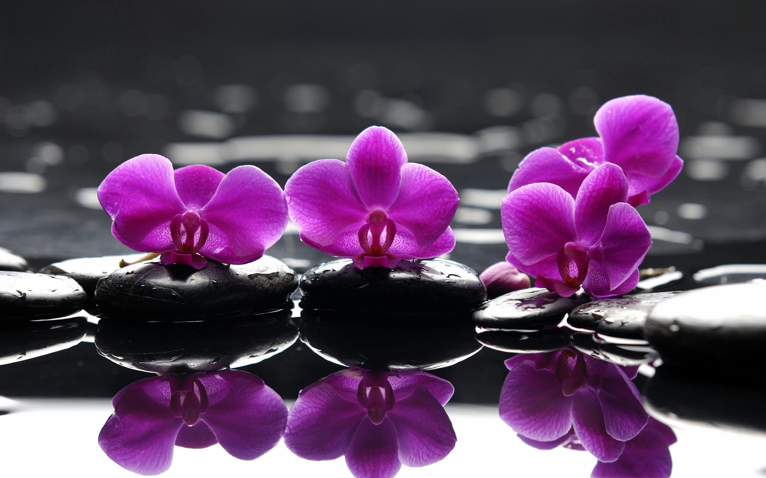 water, flowers, selective coloring, orchids, pink flowers - desktop wallpaper