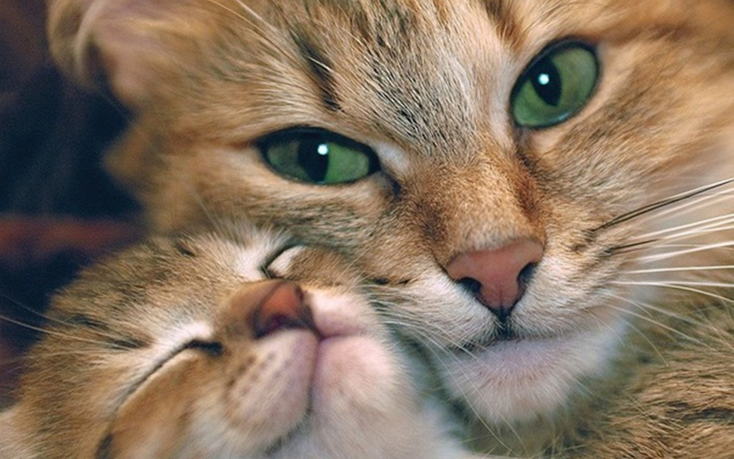 cats, animals, kittens - desktop wallpaper