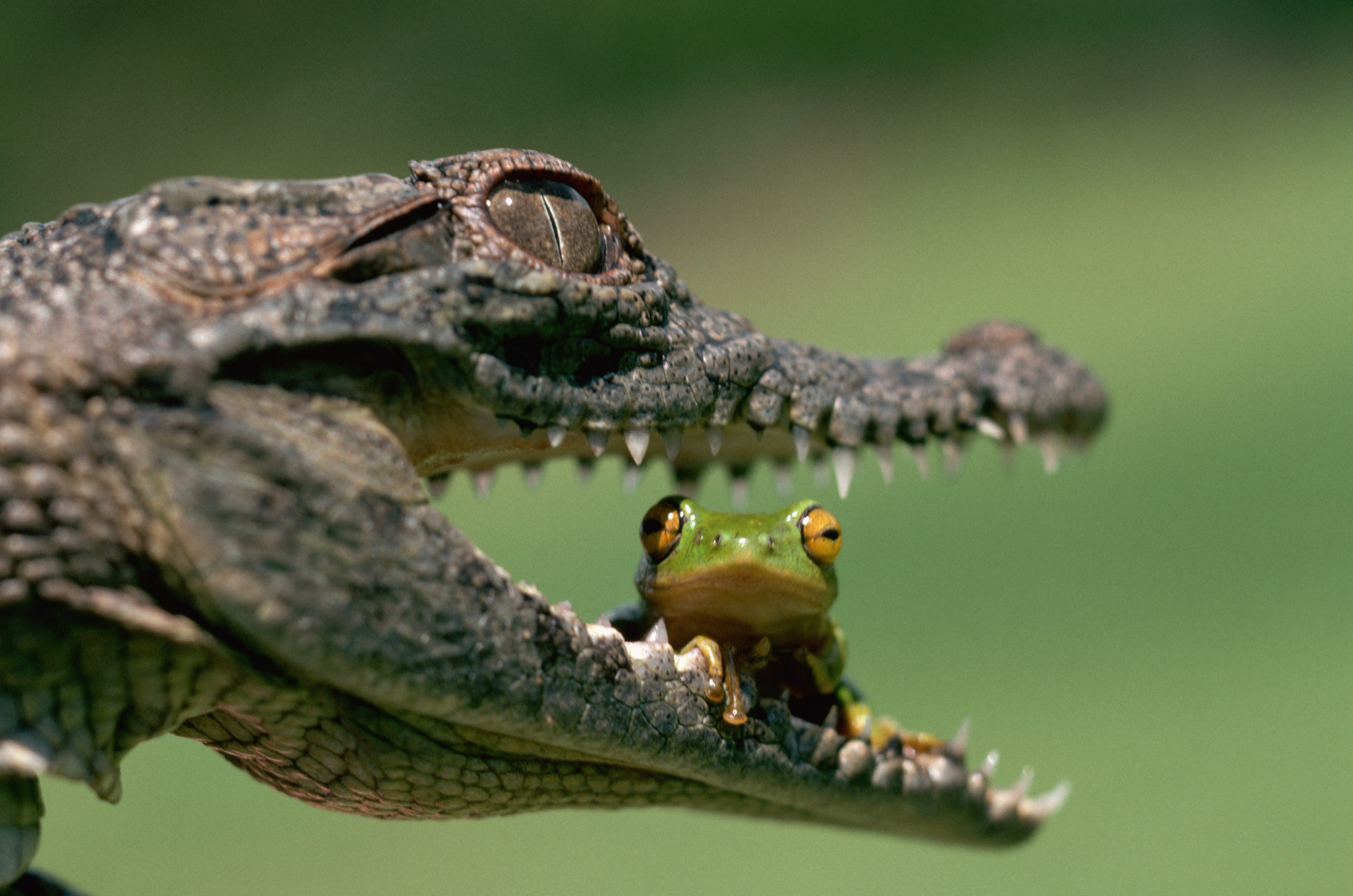 animals, frogs, crocodiles, jaws, reptiles, eating, amphibians - desktop wallpaper