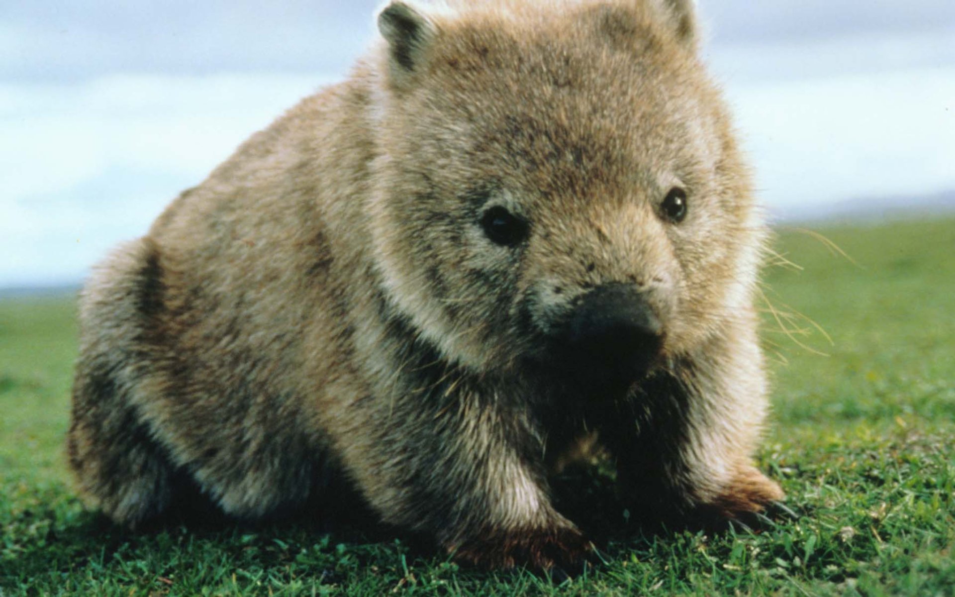 animals, wombat - desktop wallpaper