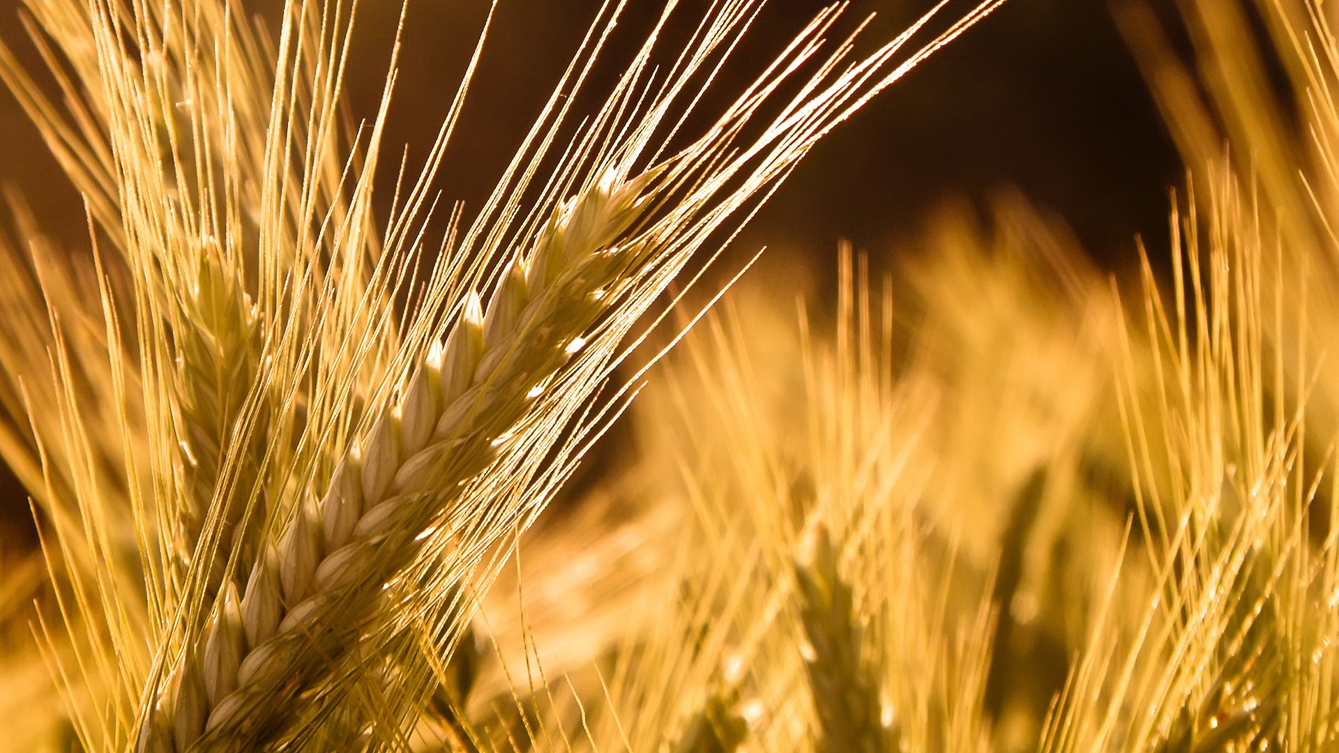 nature, wheat - desktop wallpaper