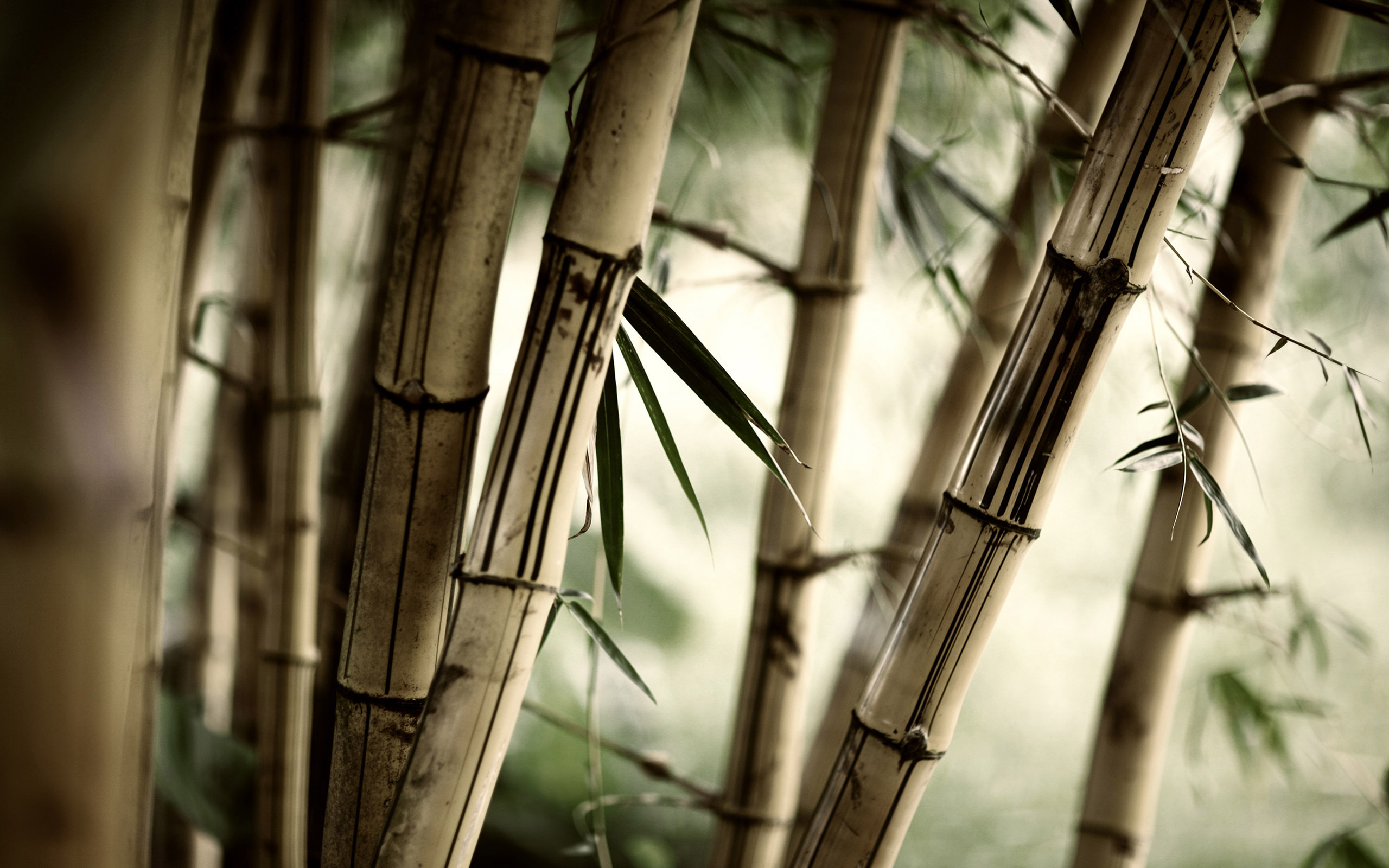 nature, forests, leaves, bamboo, plants - desktop wallpaper