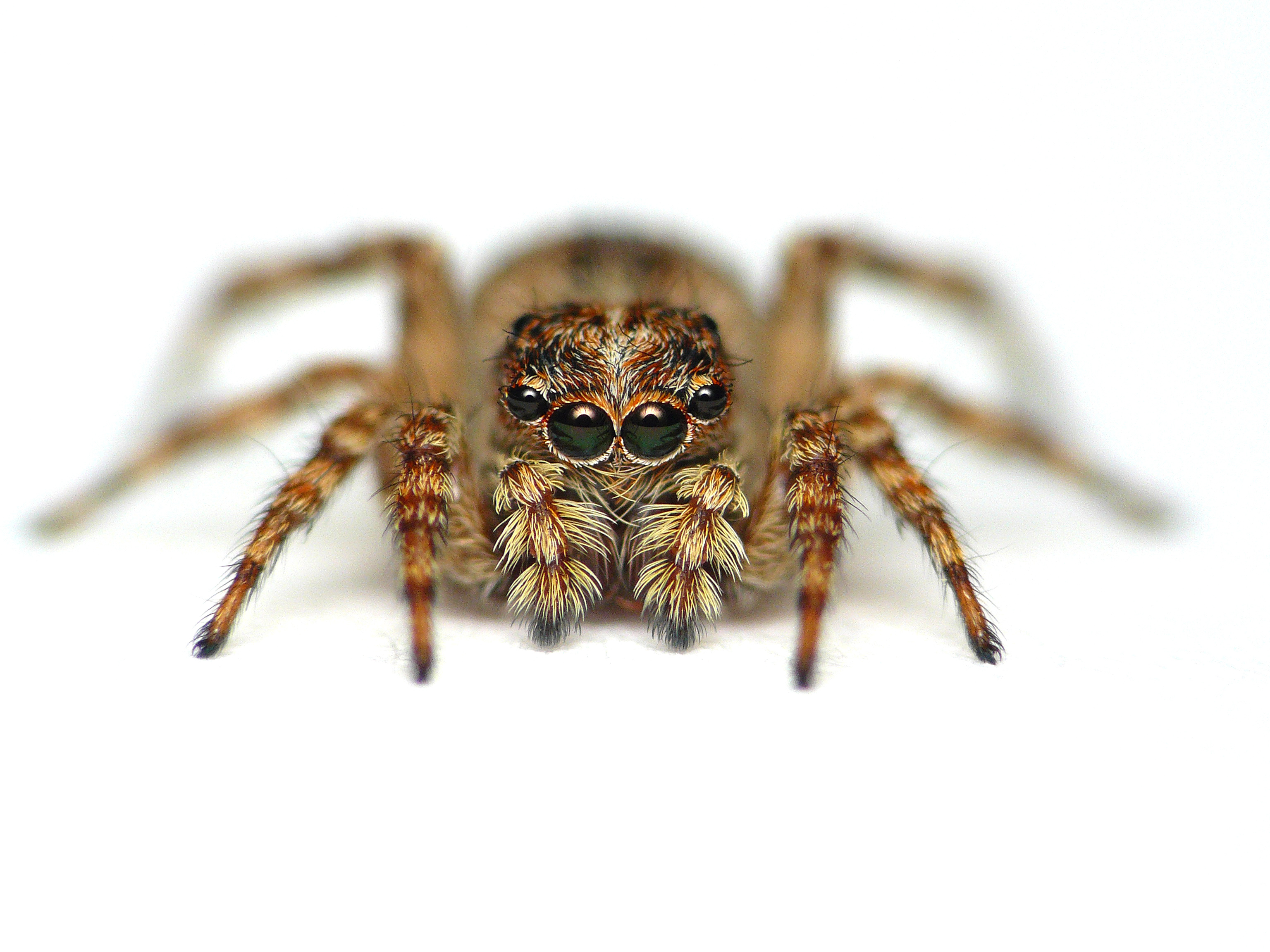 spiders, white background, arachnids - desktop wallpaper