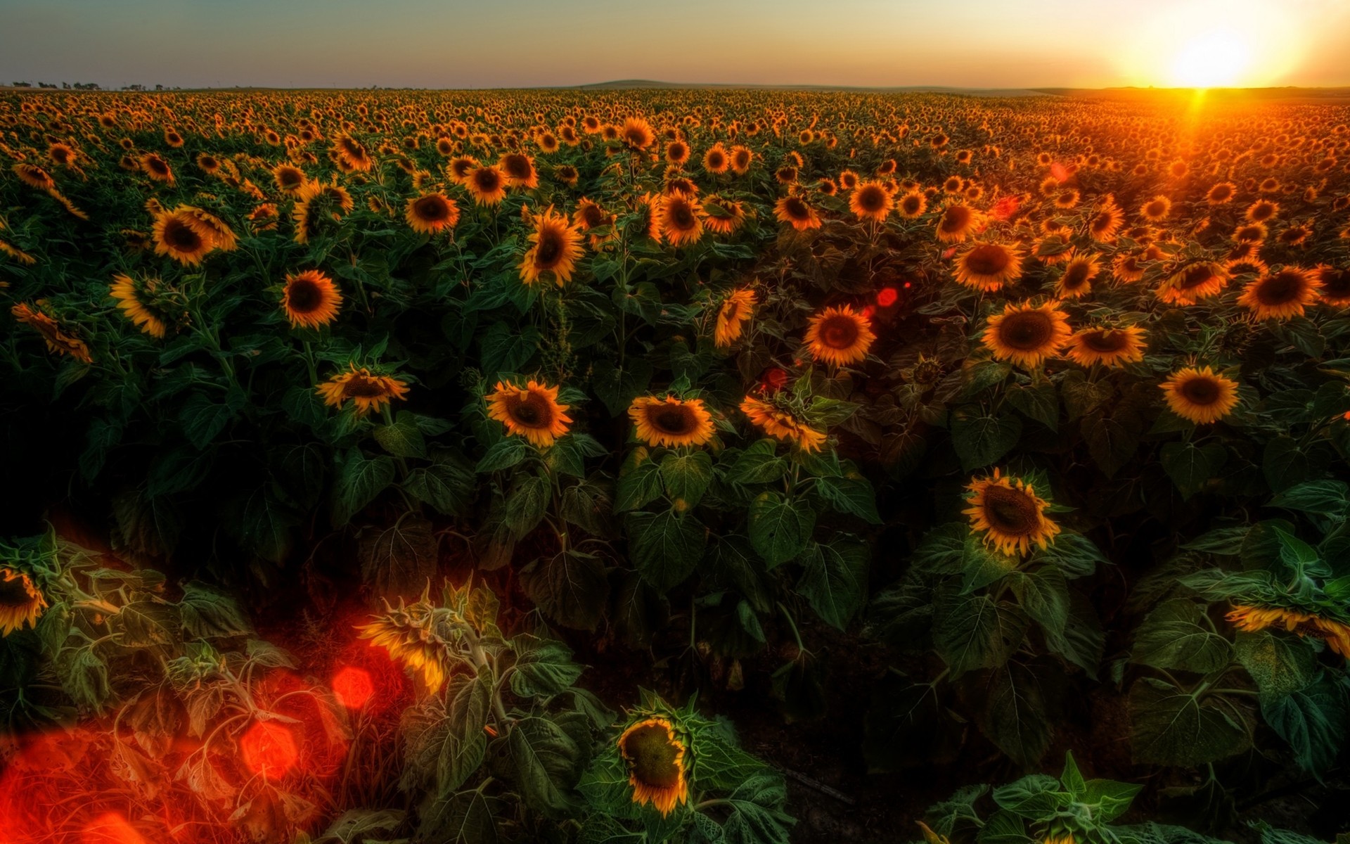 sunset, sunrise, landscapes, nature, flowers, fields, sunflowers - desktop wallpaper