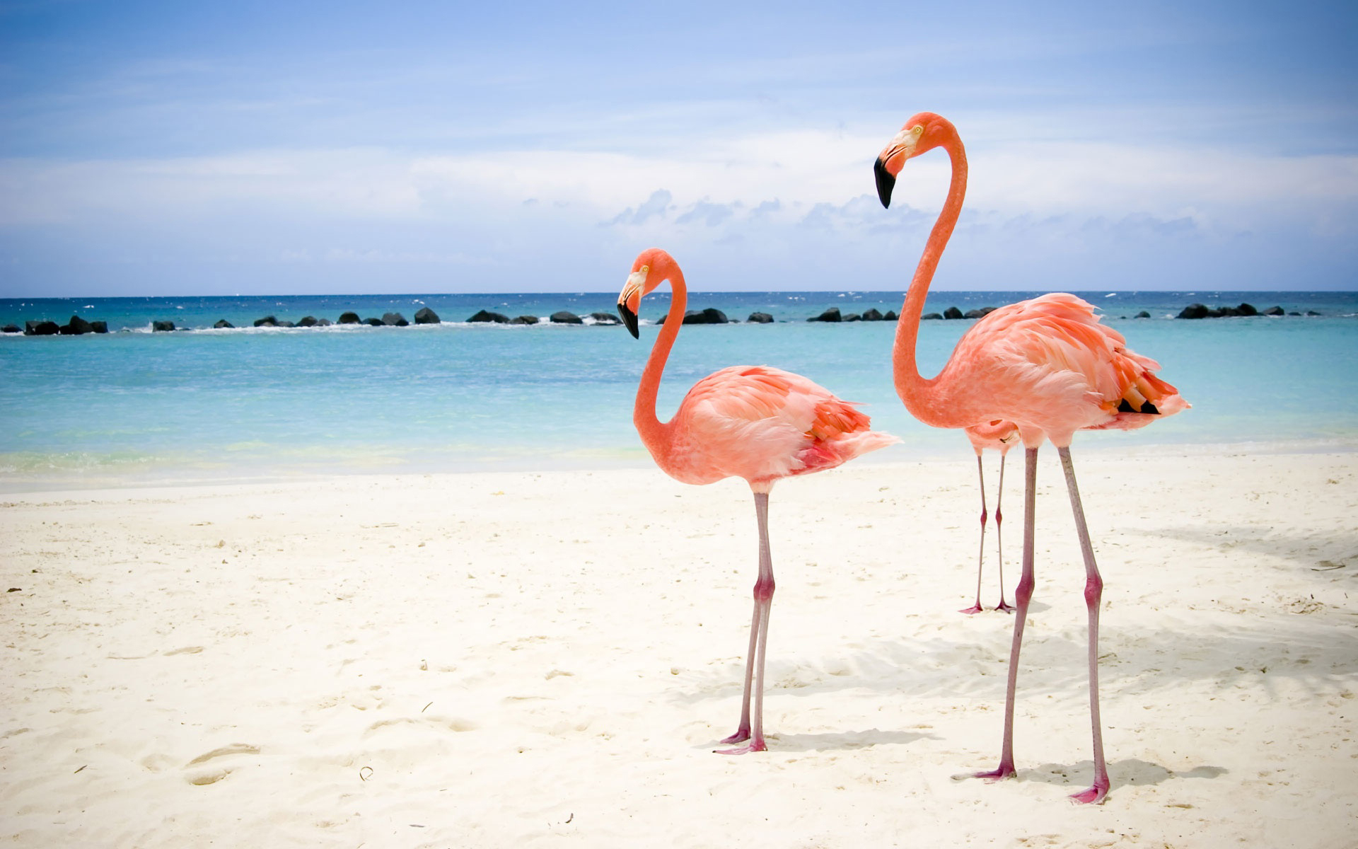 birds, animals, flamingos - desktop wallpaper