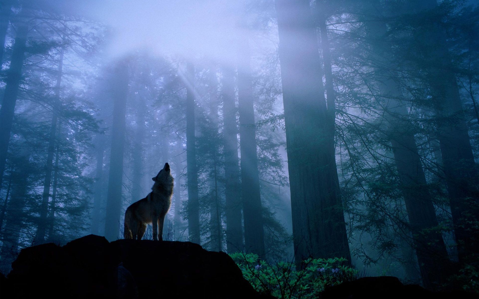 animals, howling wolf, wolves - desktop wallpaper