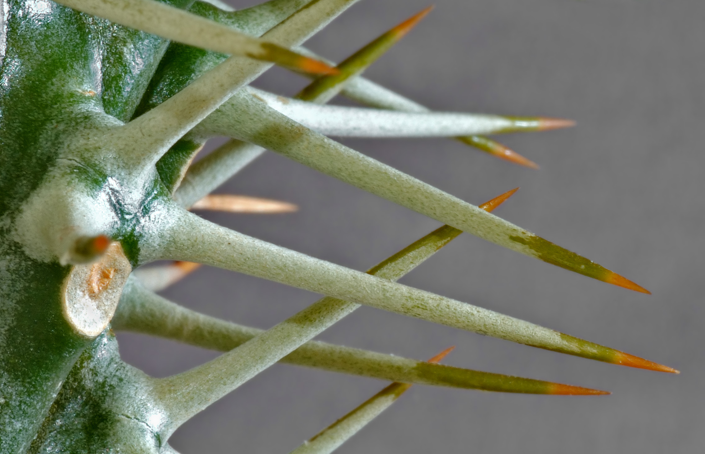 cactus, spikes, macro - desktop wallpaper