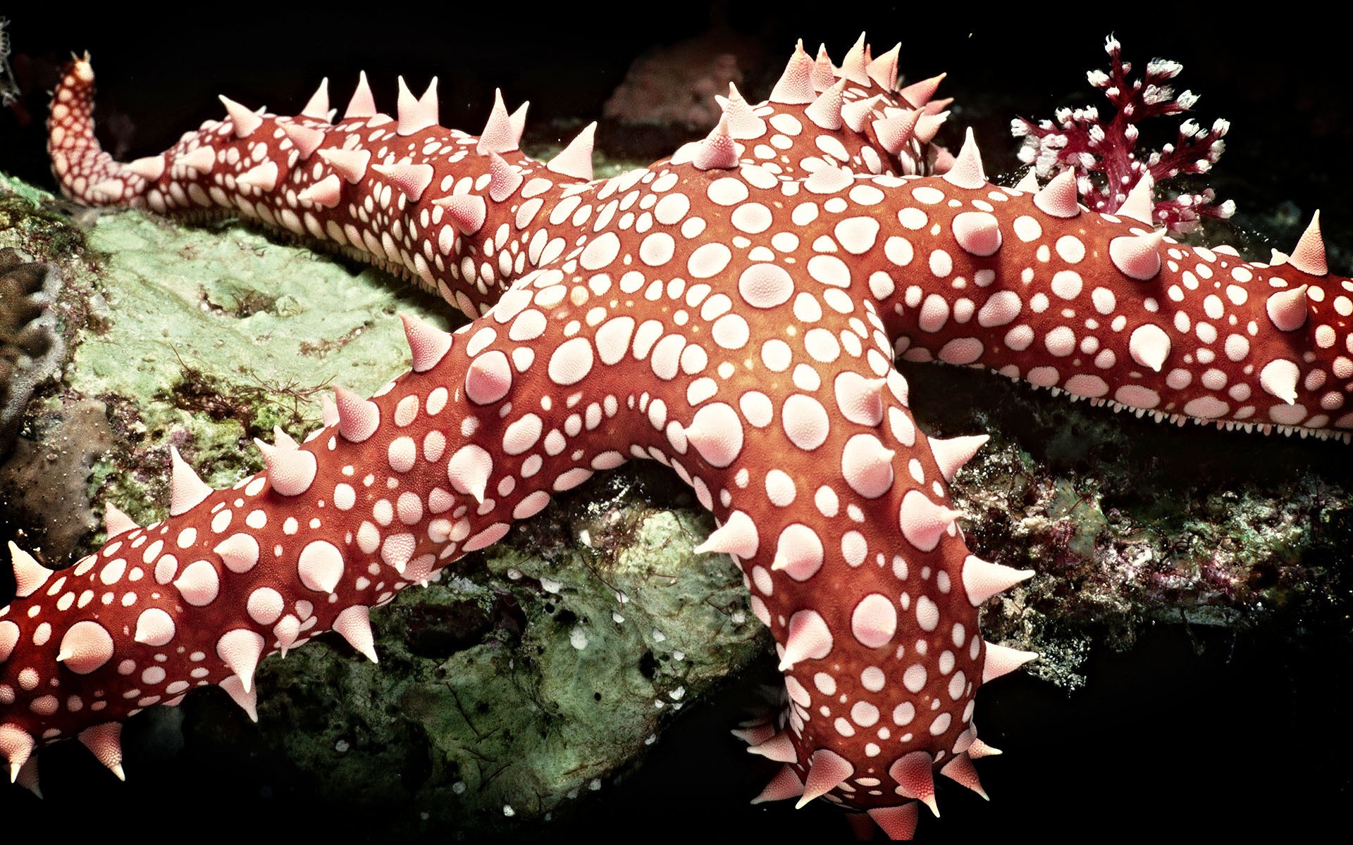 starfish, sealife - desktop wallpaper