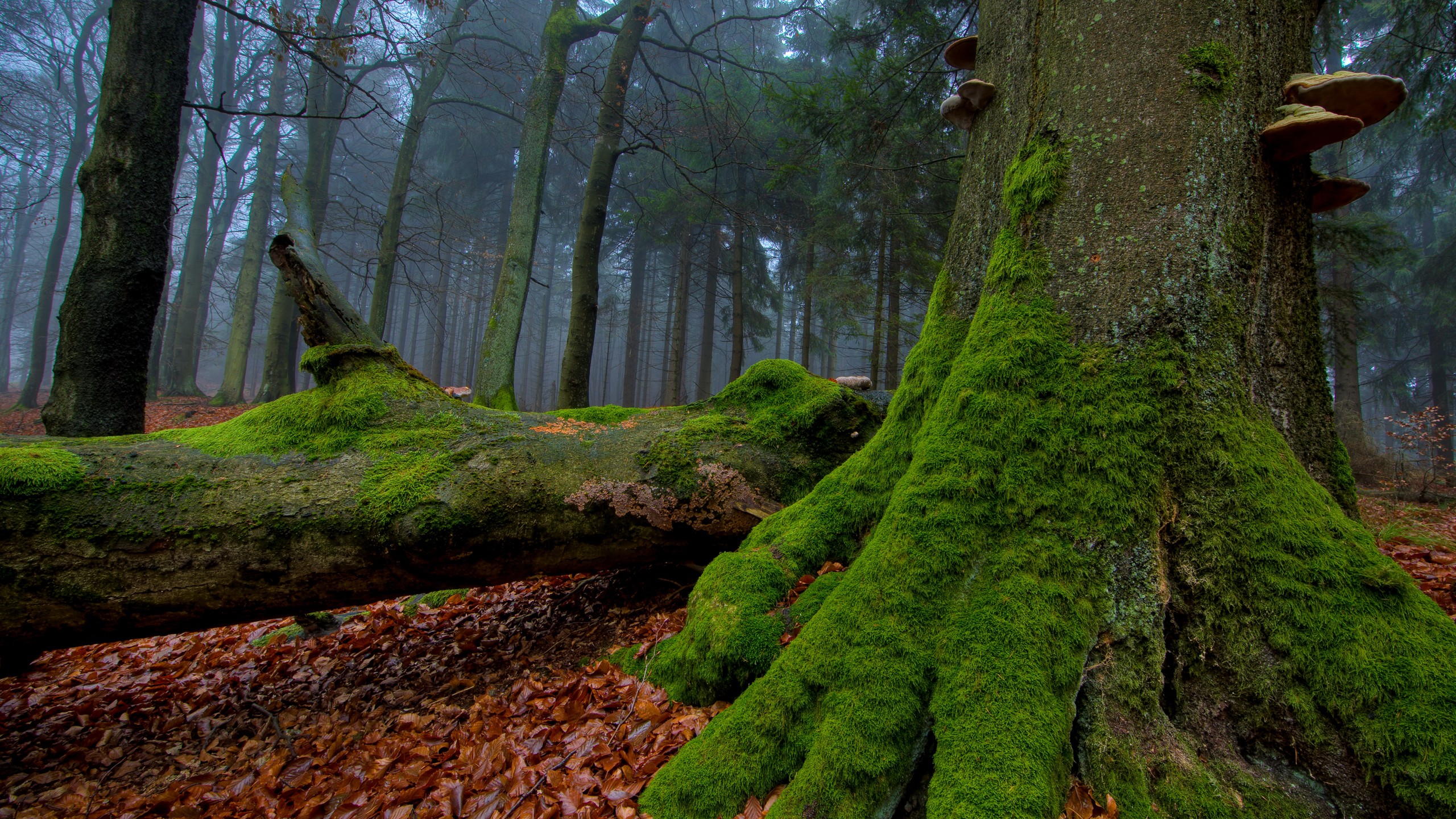 nature, trees, forests, leaves, woods, moss, logs - desktop wallpaper