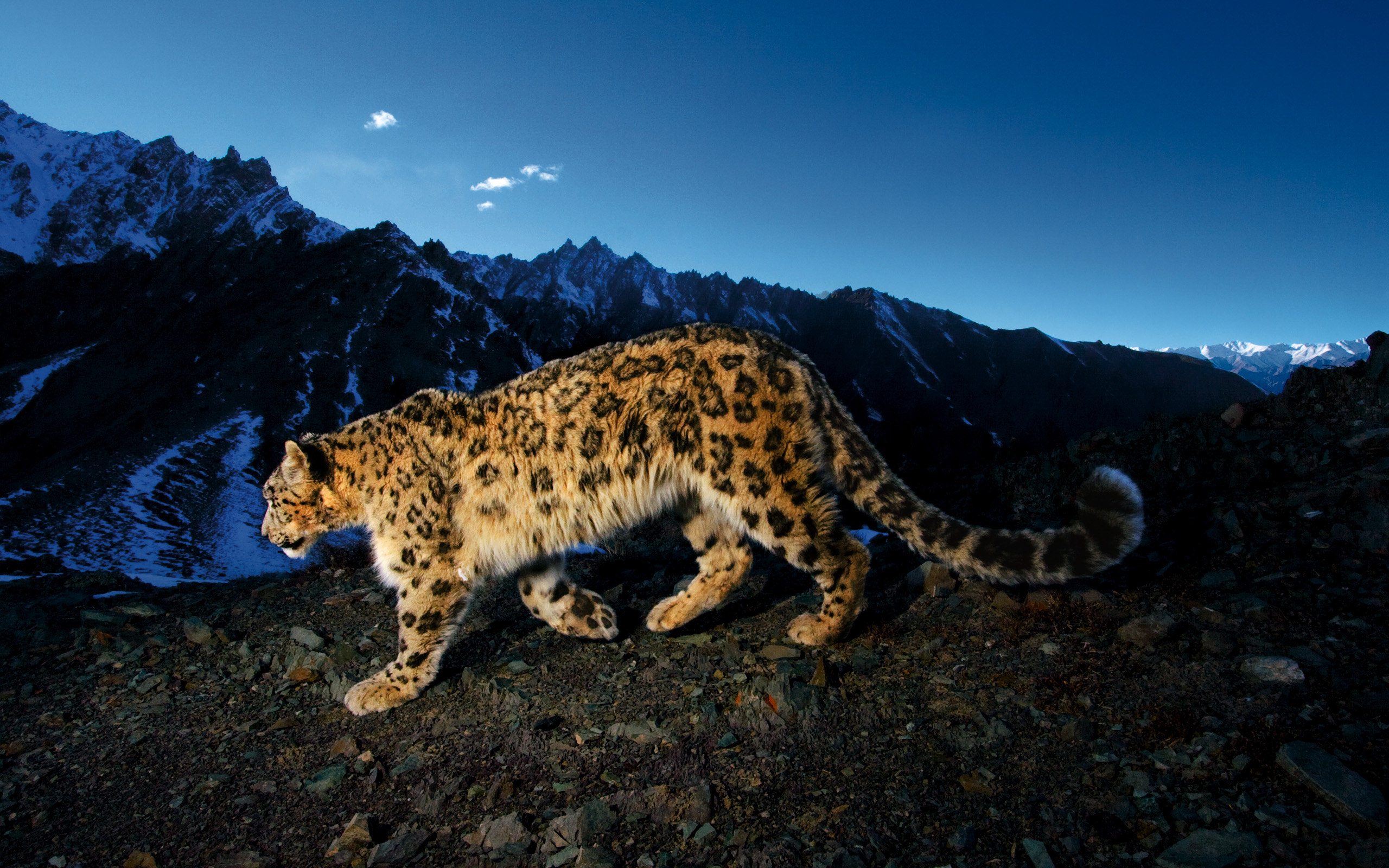 mountains, animals, snow leopards, leopards - desktop wallpaper