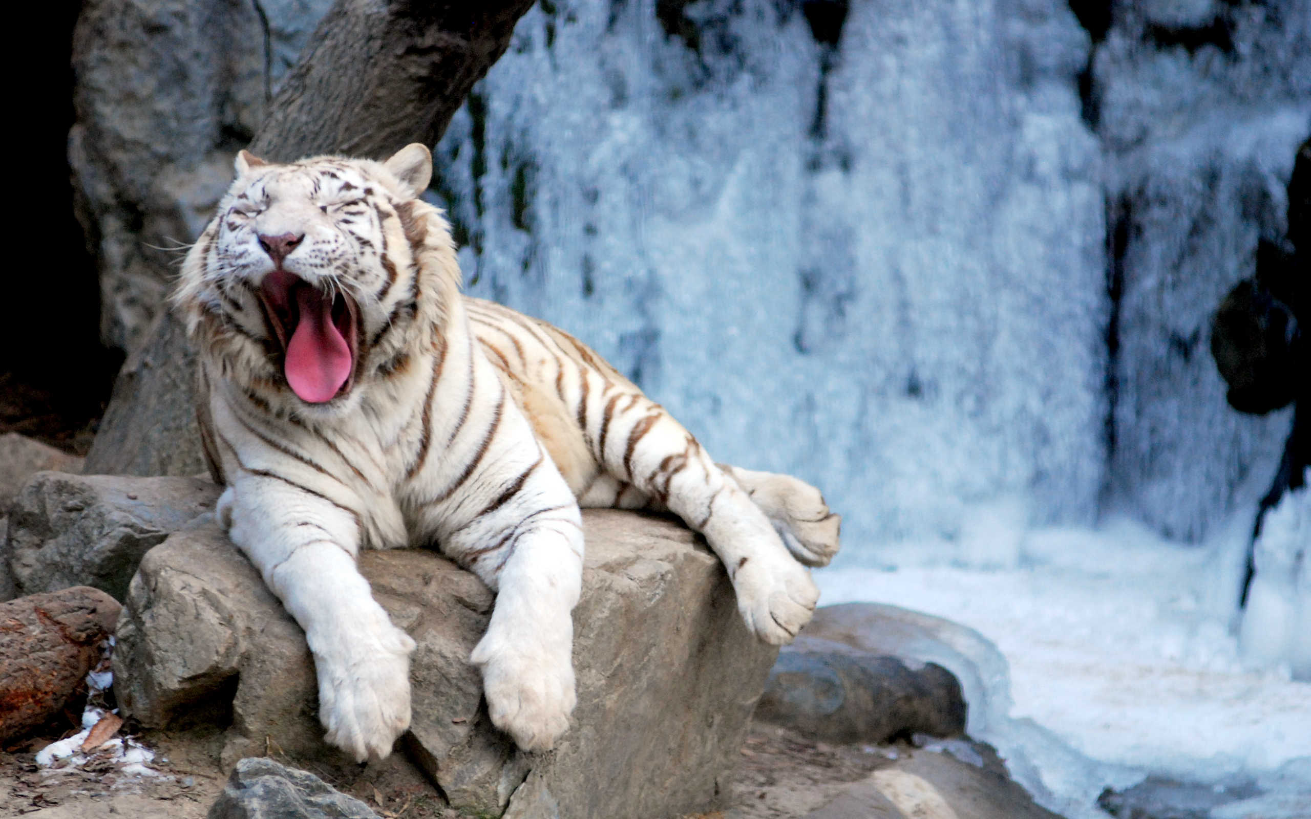 water, cats, animals, tigers, rocks, tongue, yawns - desktop wallpaper