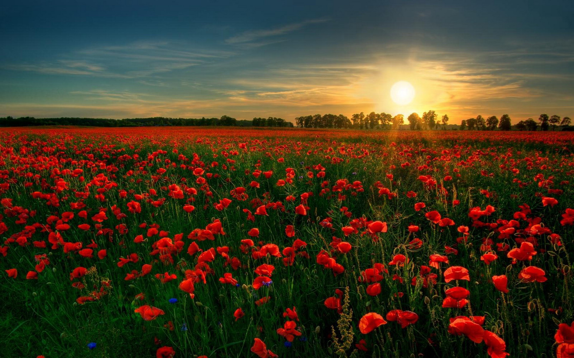 sunset, flowers, fields, poppy, red flowers - desktop wallpaper