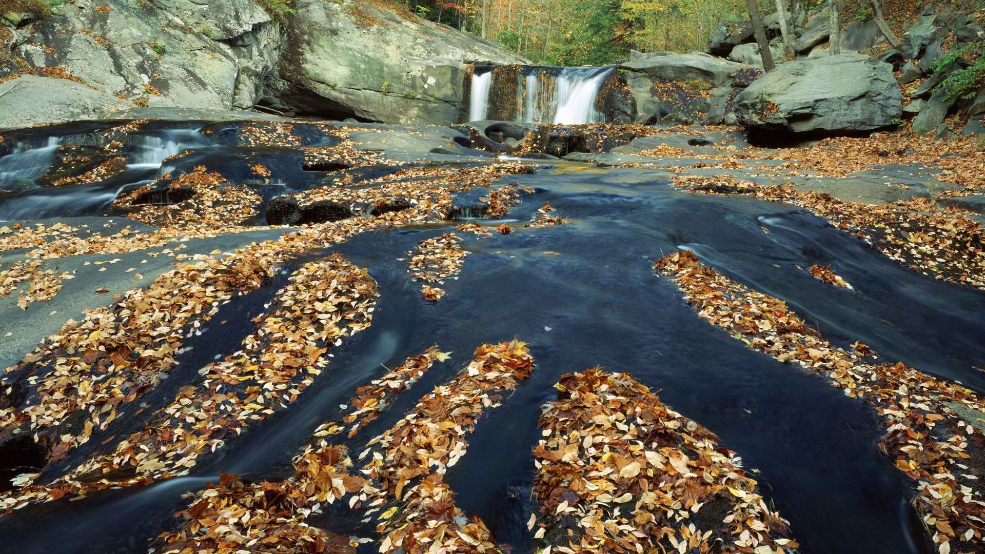 forests, national, Tennessee, rivers - desktop wallpaper