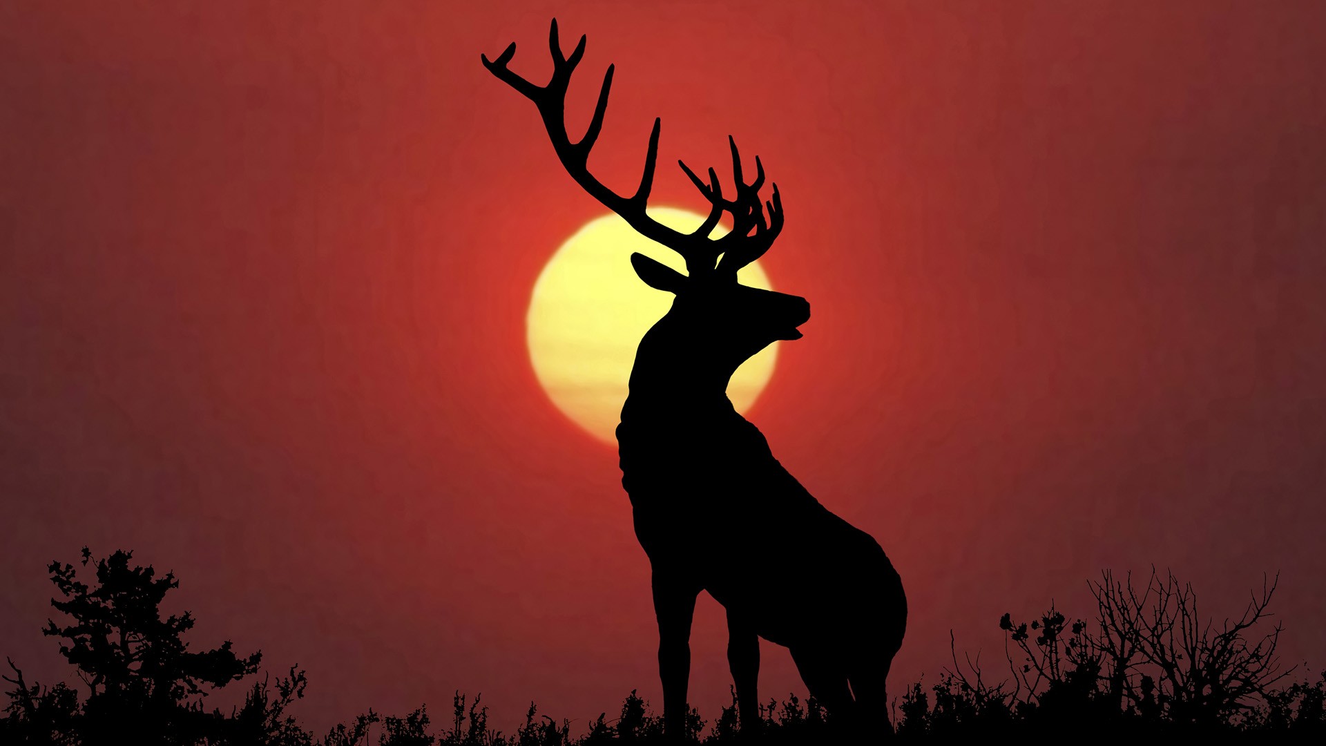 sunset, deer, elk - desktop wallpaper