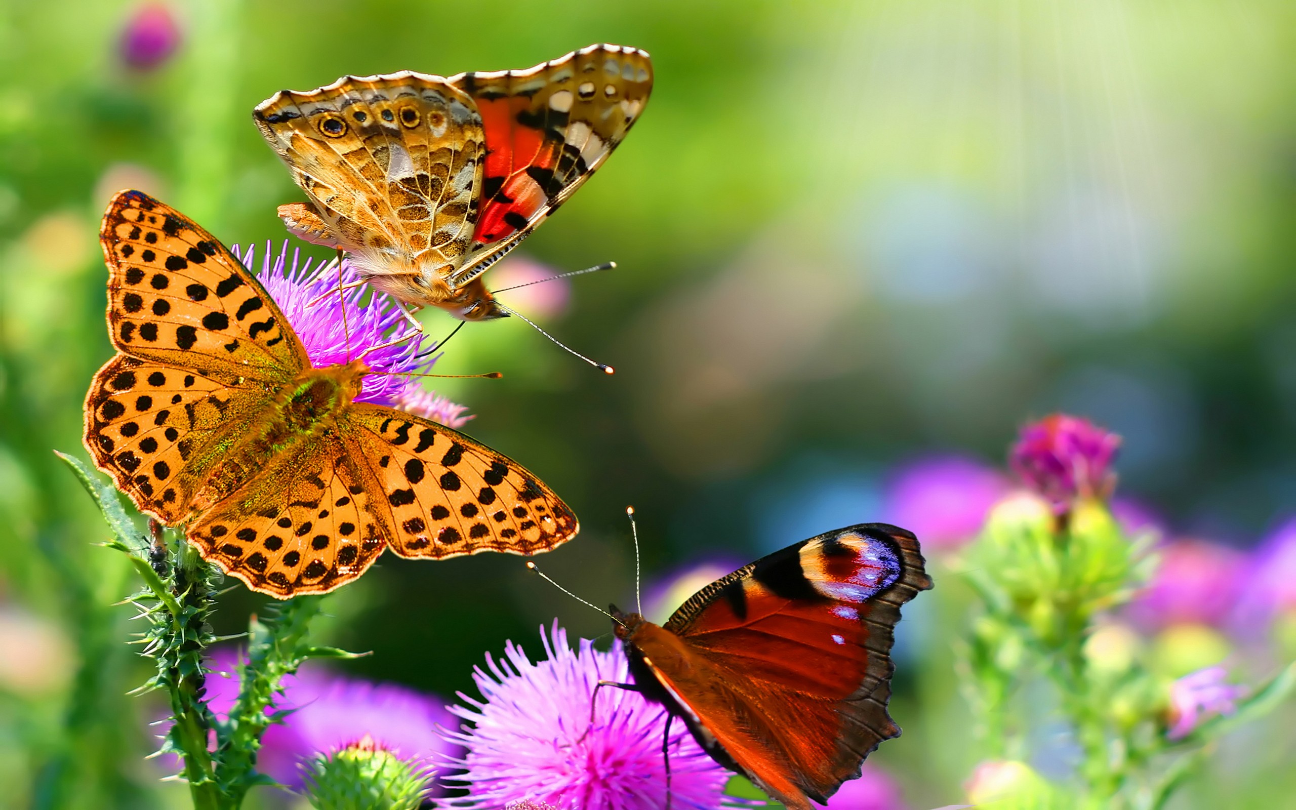 nature, flowers, insects, depth of field, butterflies - desktop wallpaper
