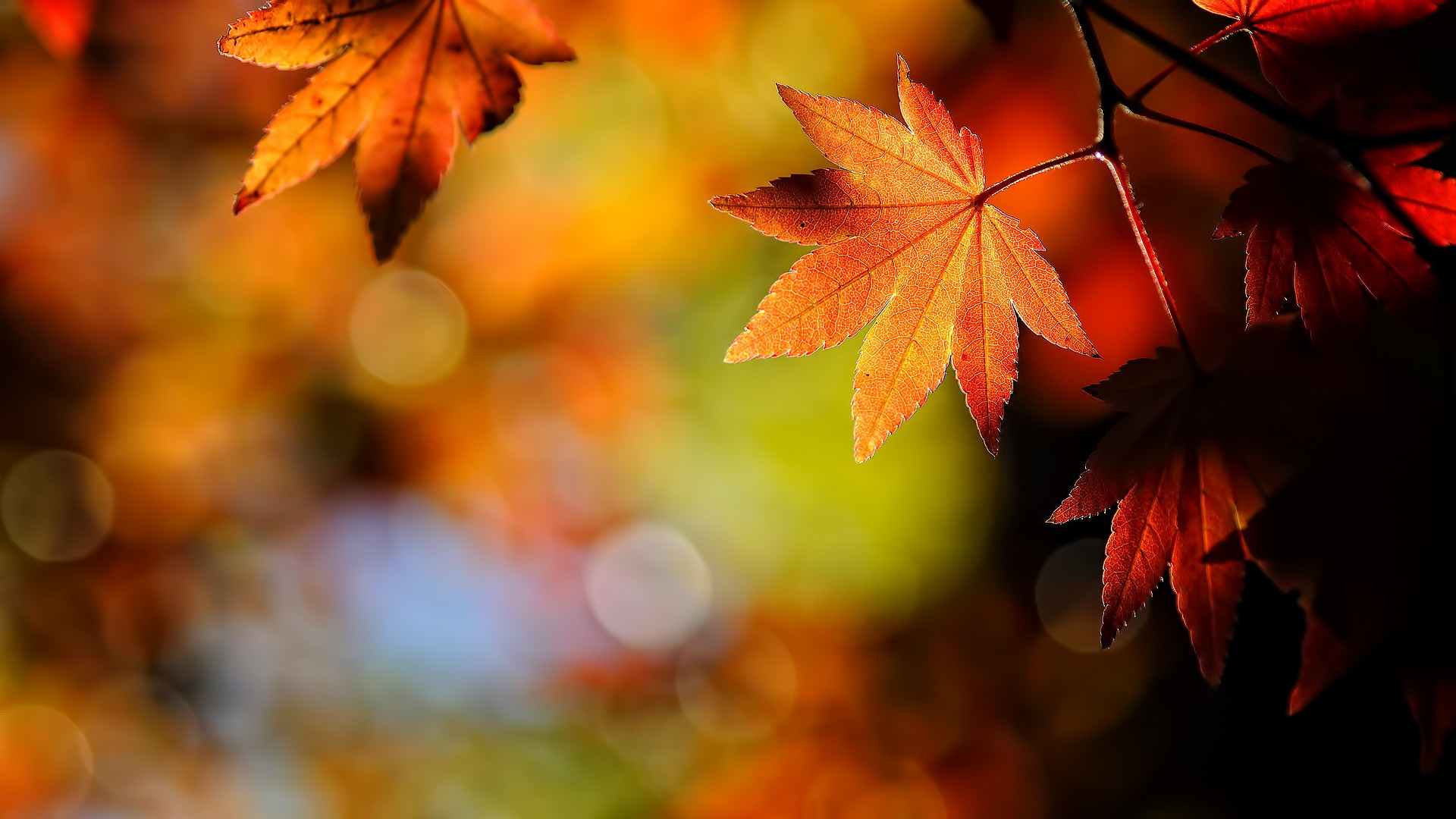 nature, autumn, leaves - desktop wallpaper