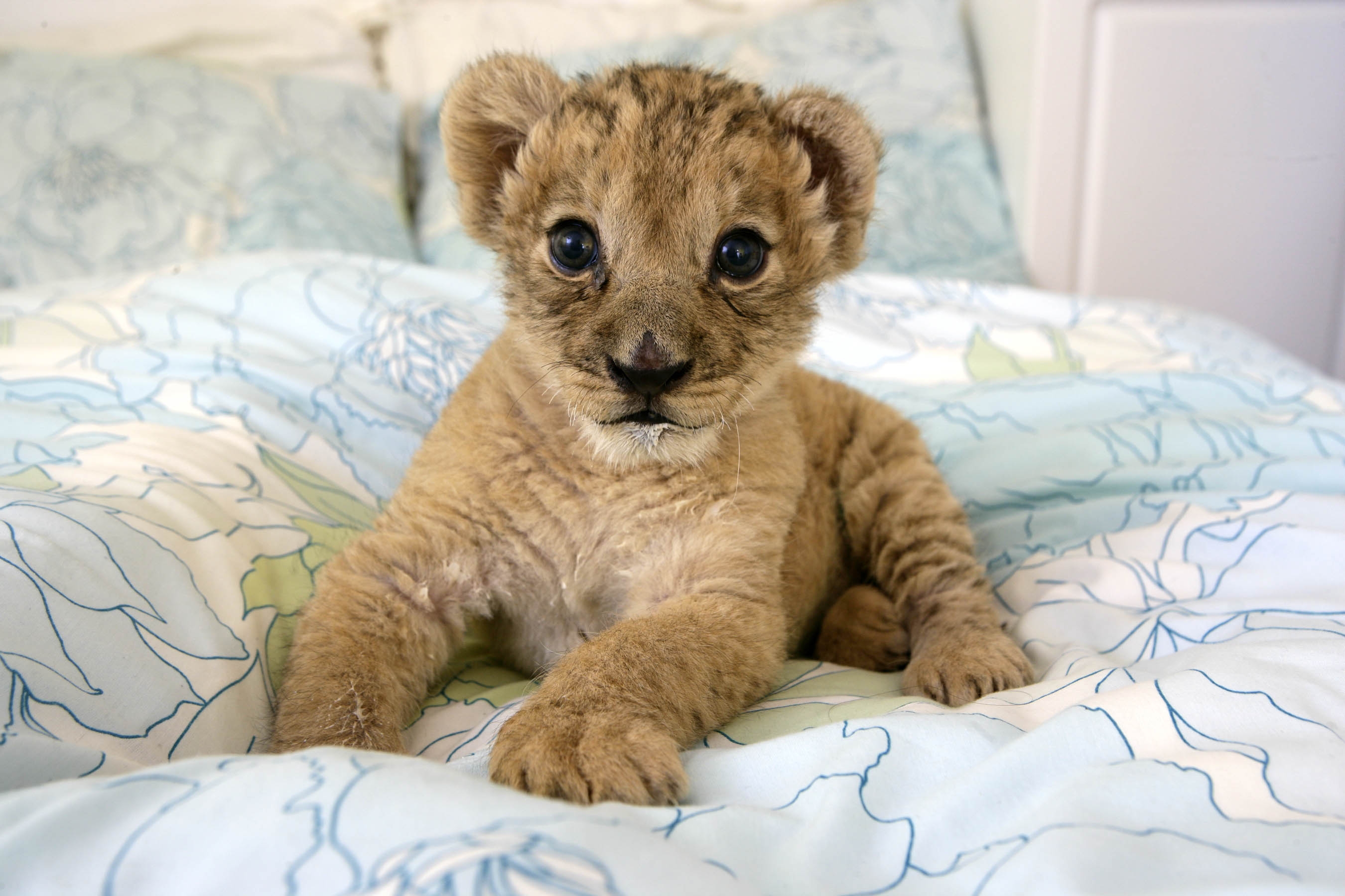 animals, beds, lions, baby animals - desktop wallpaper