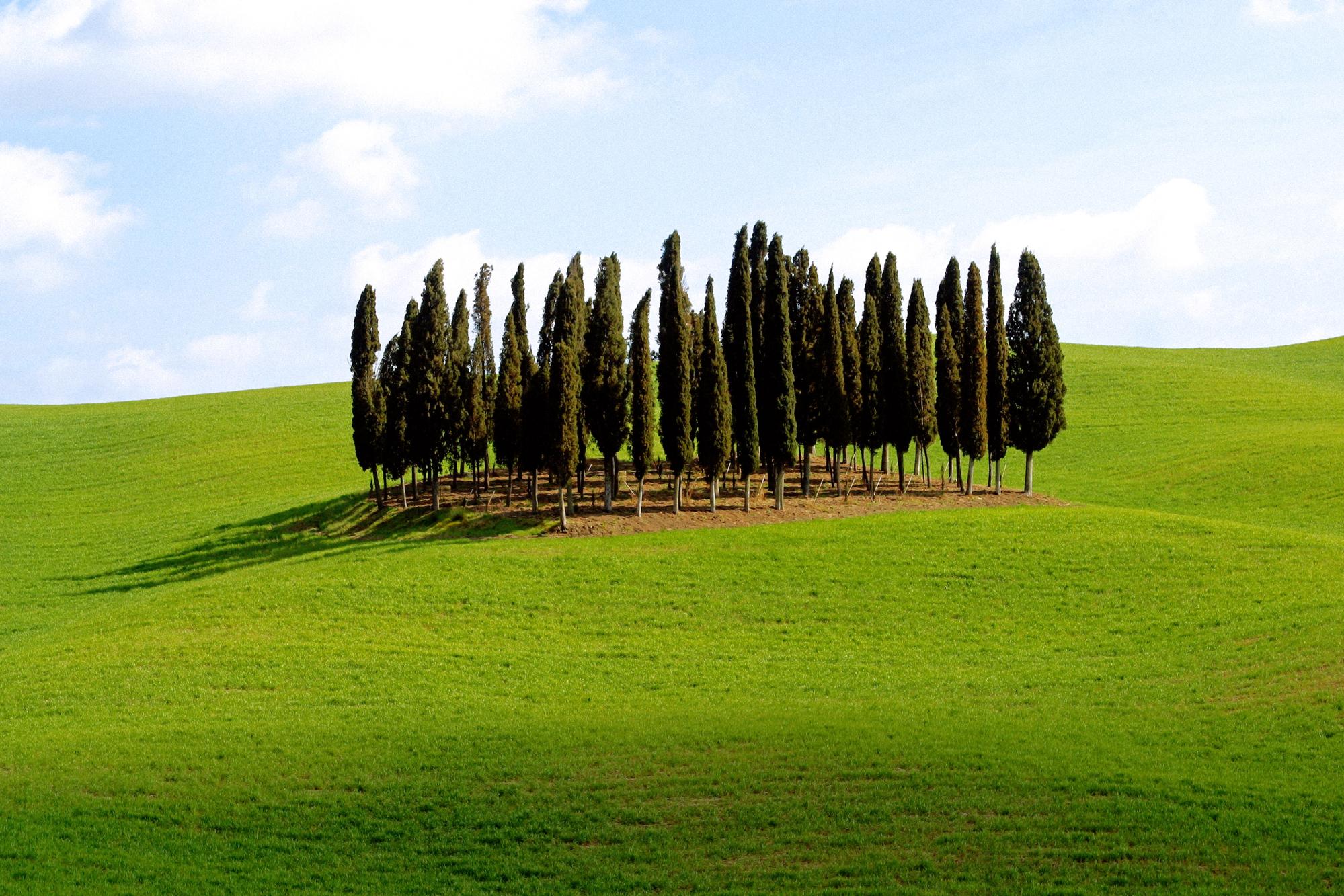 trees, grass, fields - desktop wallpaper