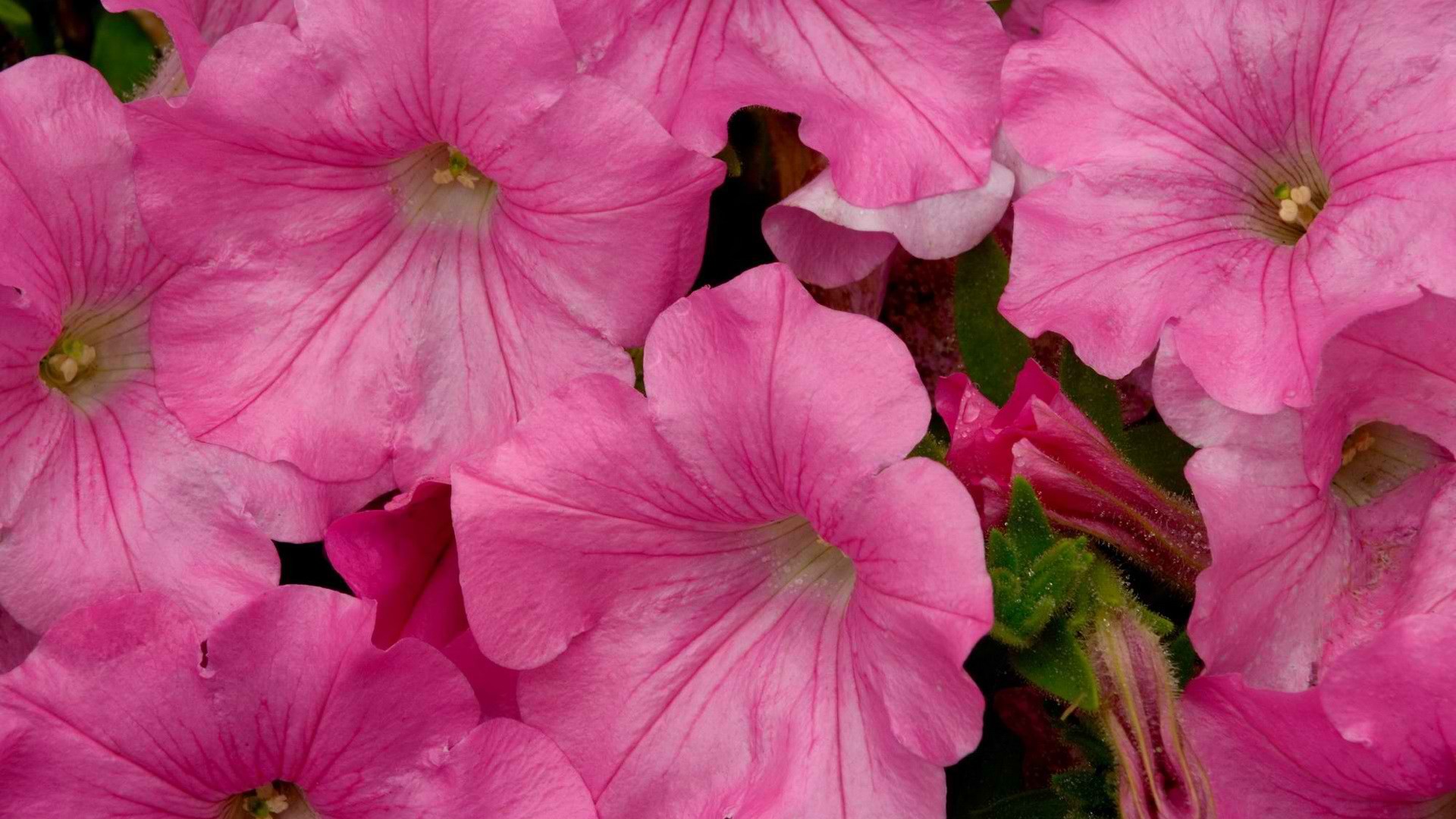 flowers, pink flowers - desktop wallpaper