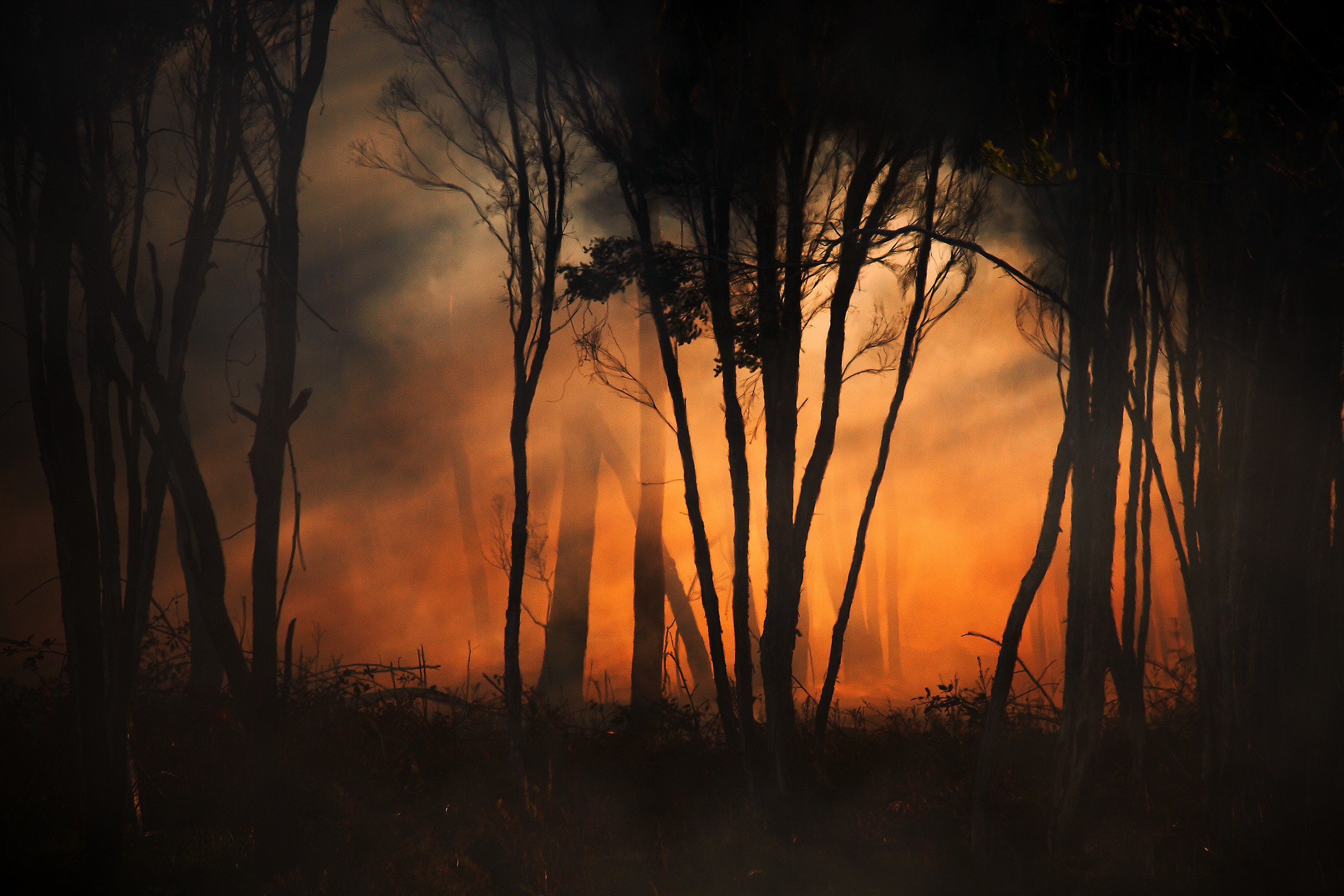 forests, fire, orange - desktop wallpaper