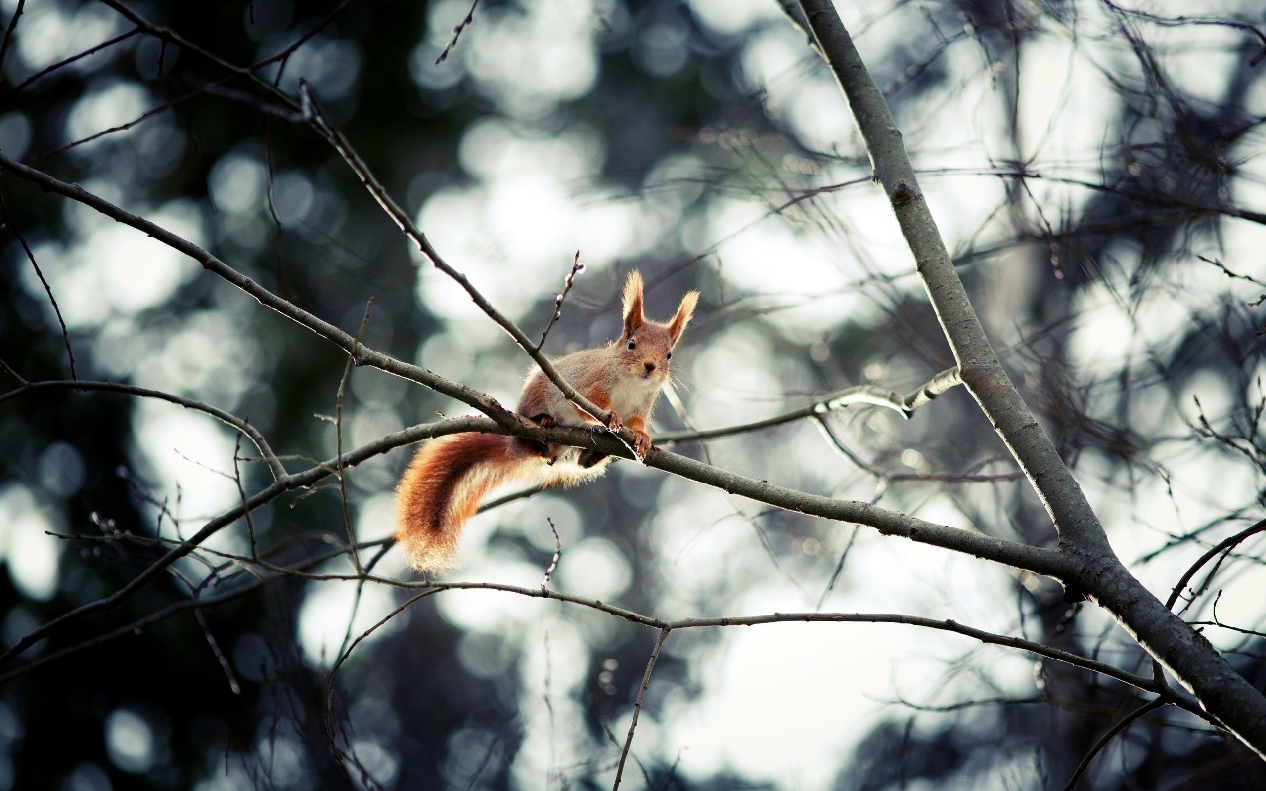trees, animals, squirrels, depth of field, branches - desktop wallpaper