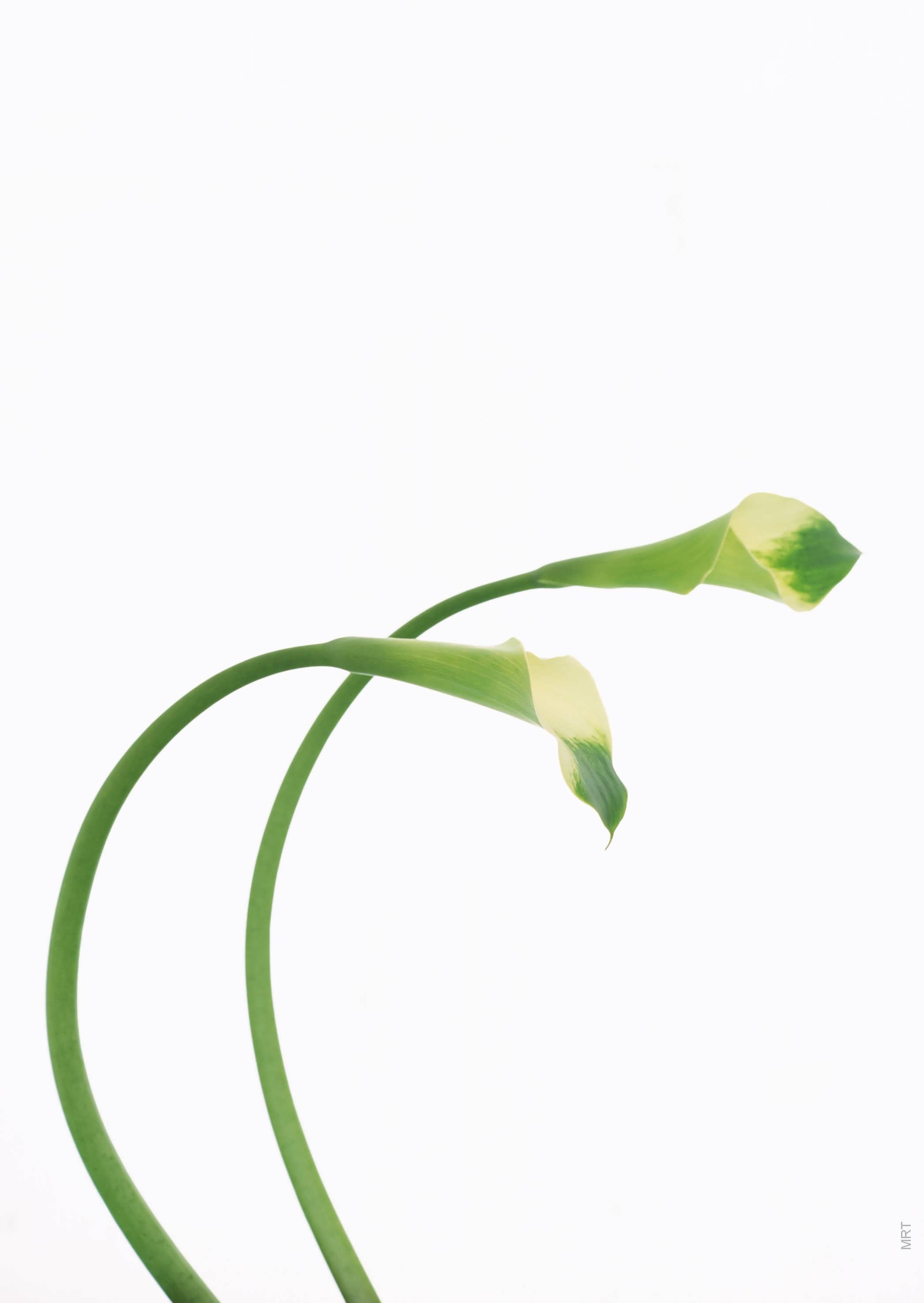 flowers, lilies, white background - desktop wallpaper