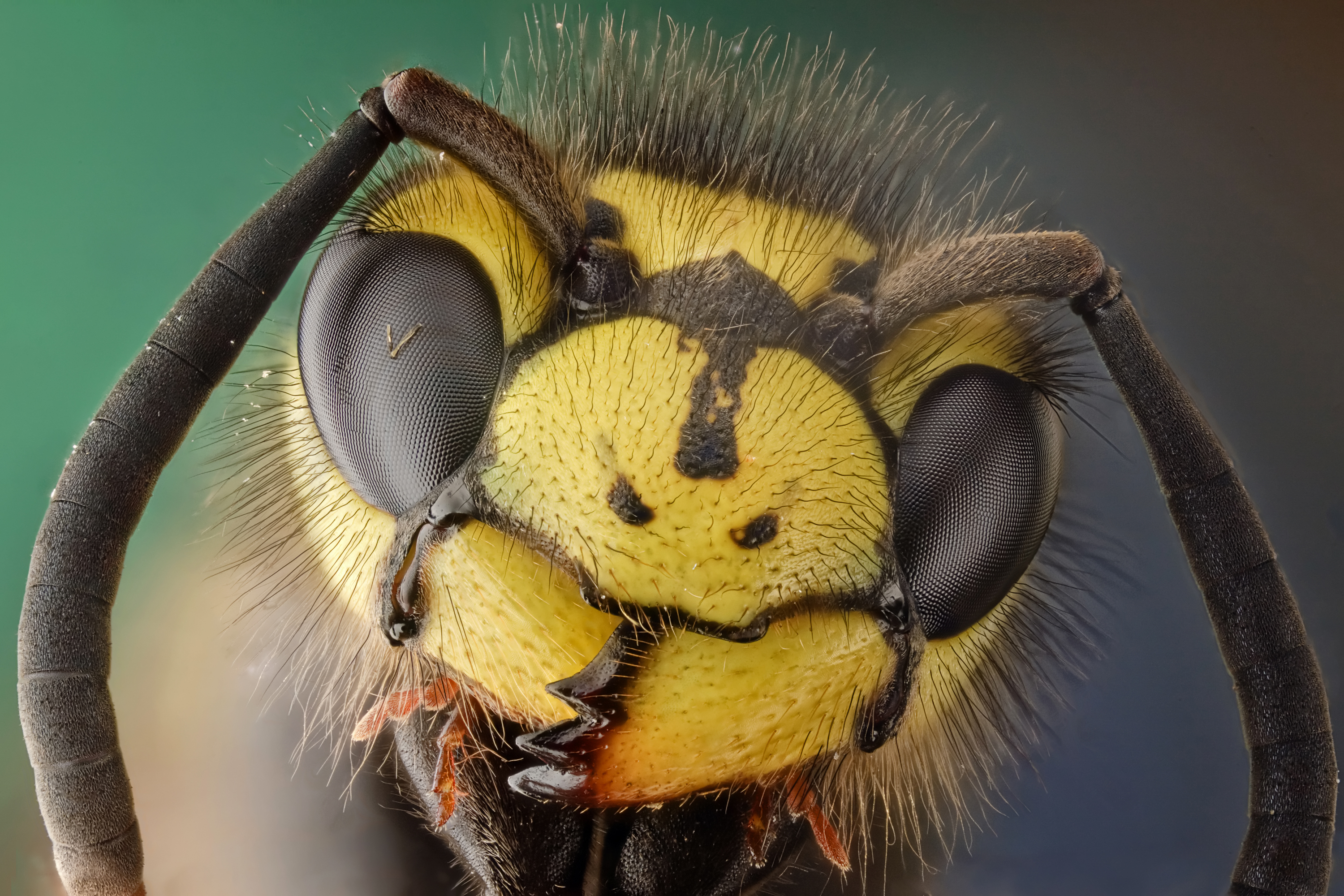 animals, insects, hornets, bees - desktop wallpaper