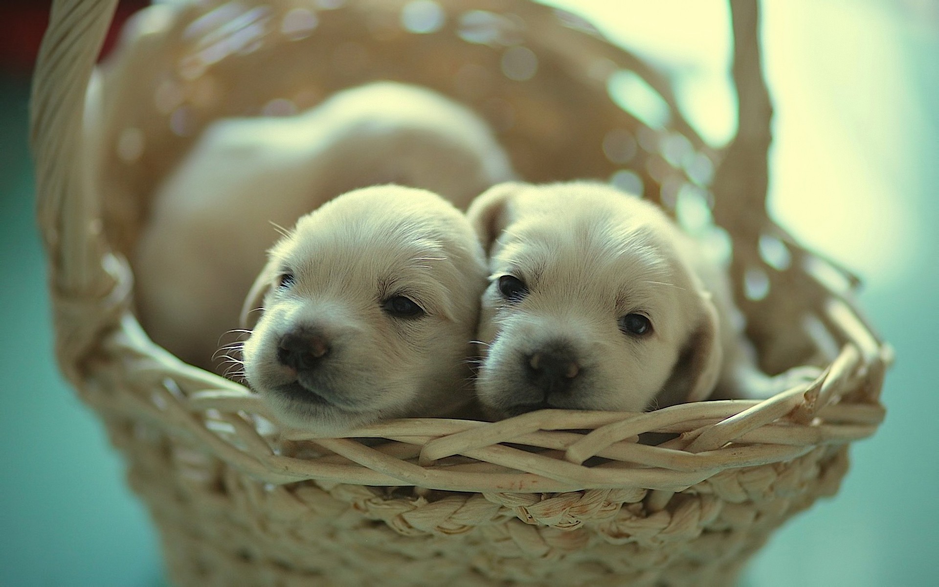 animals, puppies, baskets - desktop wallpaper