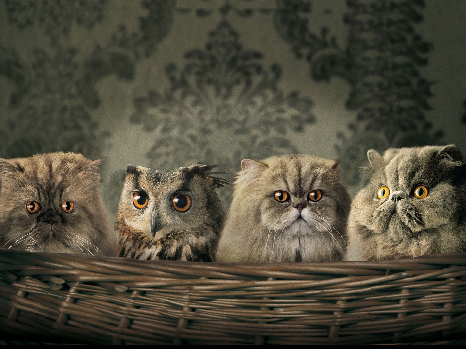 artistic, cats, animals, owls - desktop wallpaper