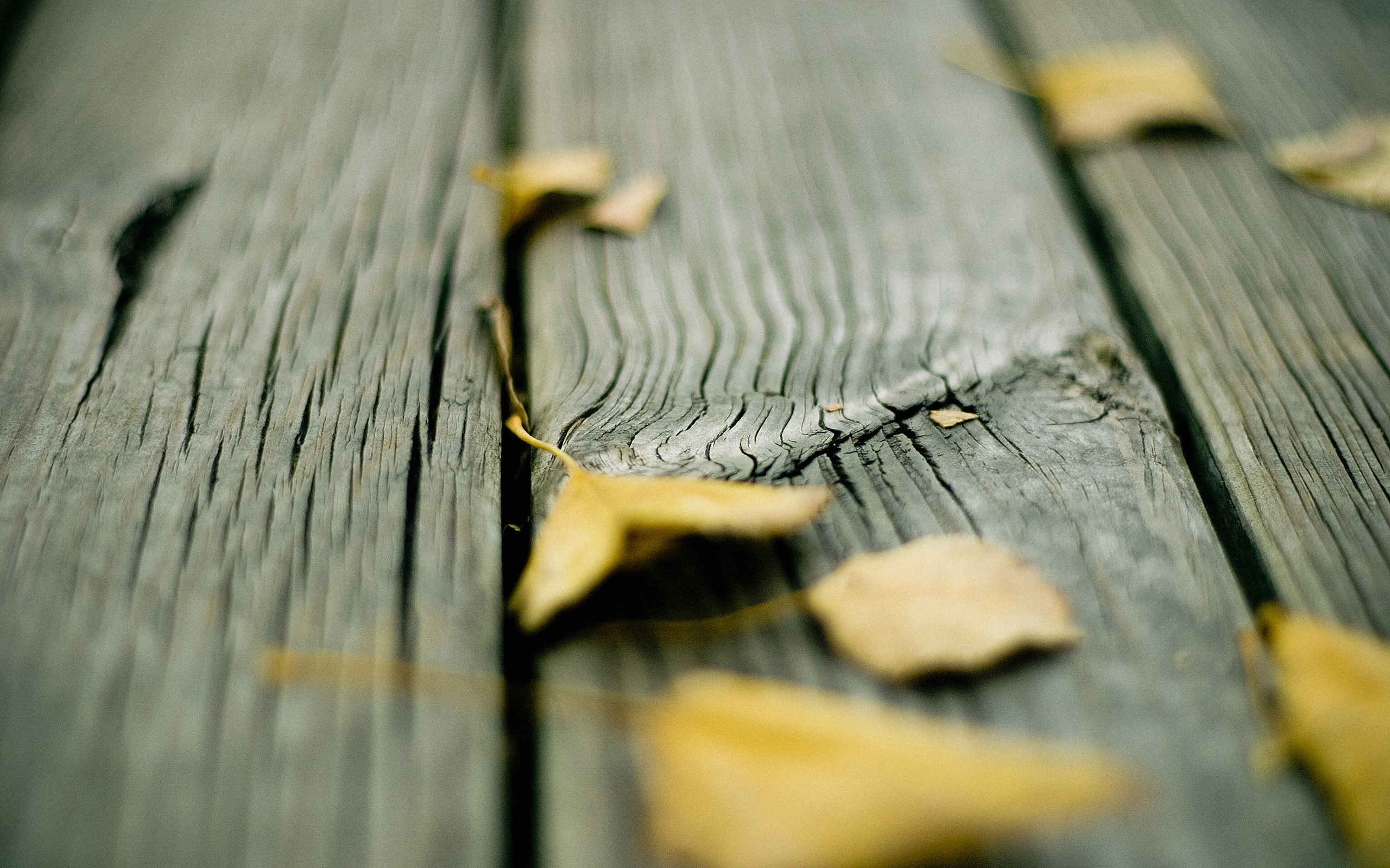 wood, leaves, fallen leaves - desktop wallpaper