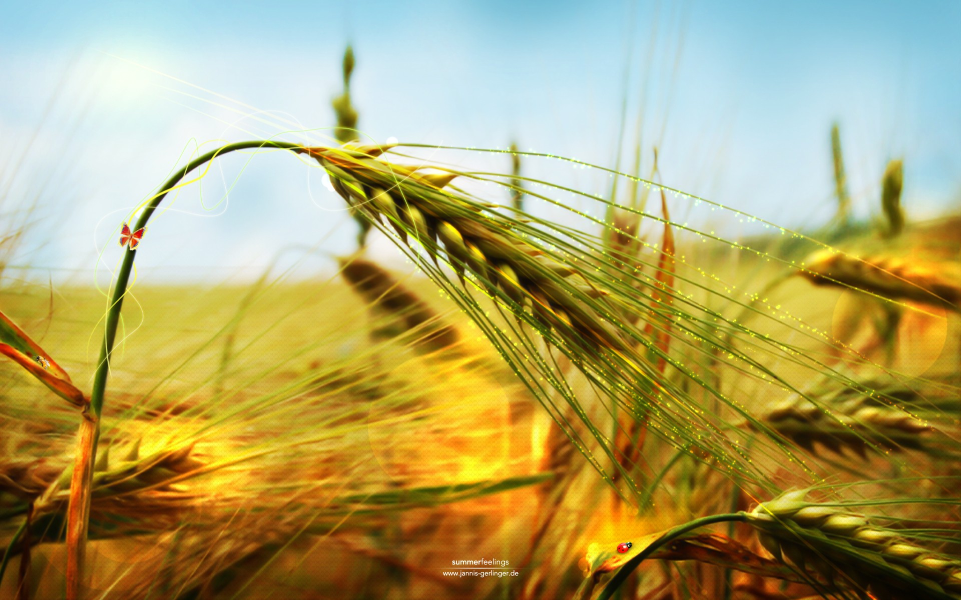 nature, wheat, spikelets - desktop wallpaper
