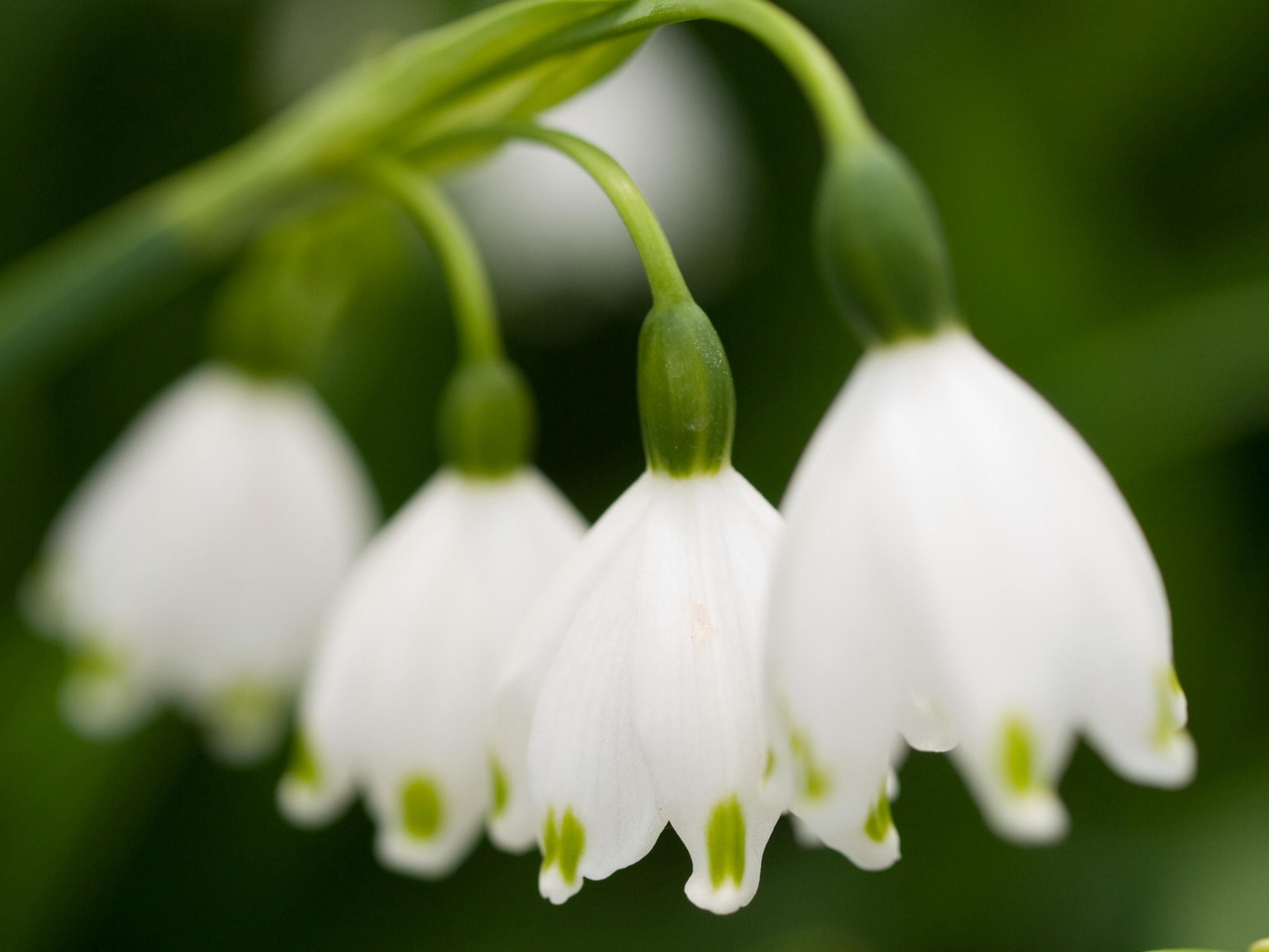 nature, flowers, lily of the valley, white flowers - desktop wallpaper