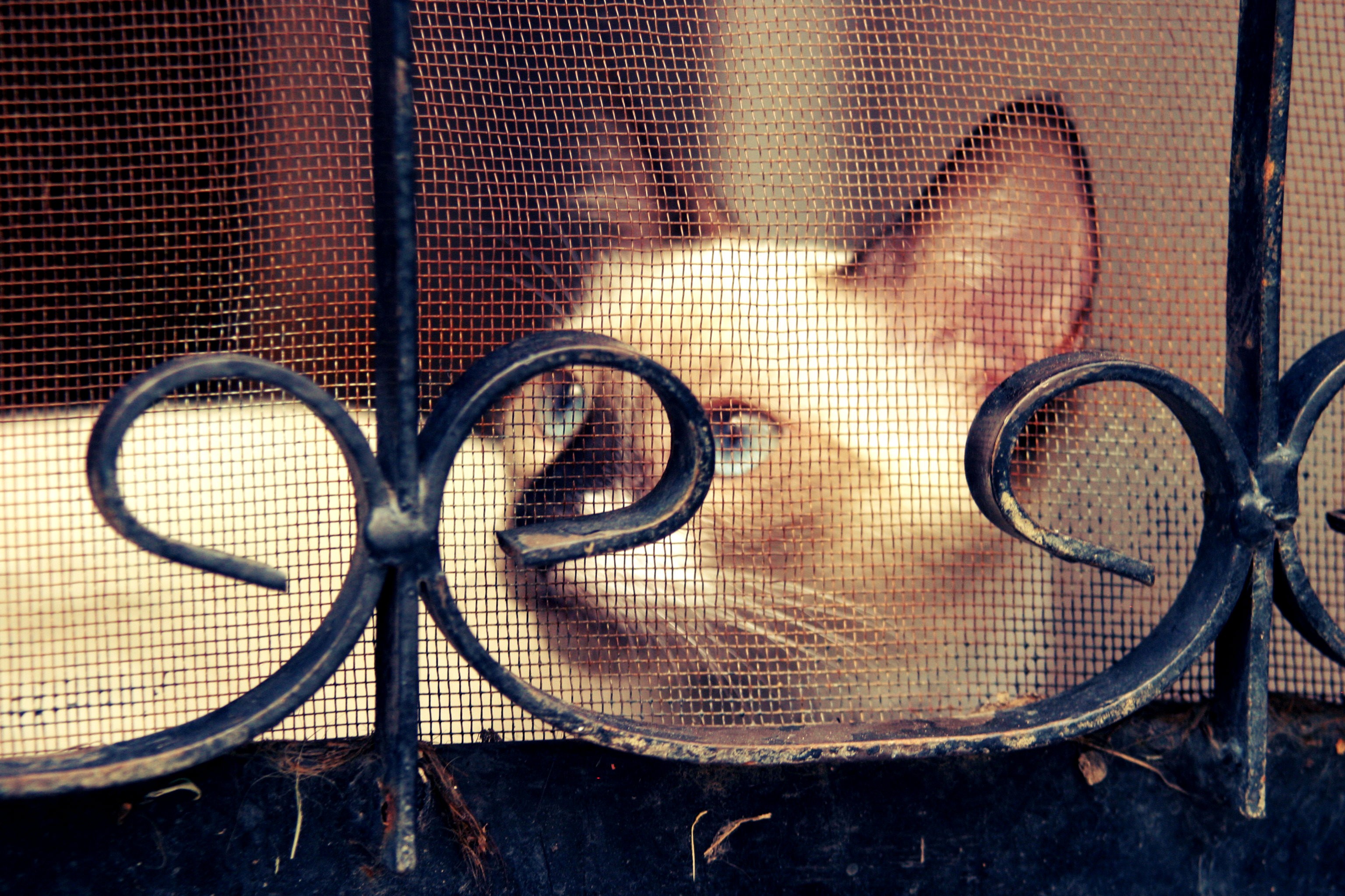 cats, blue eyes, animals - desktop wallpaper