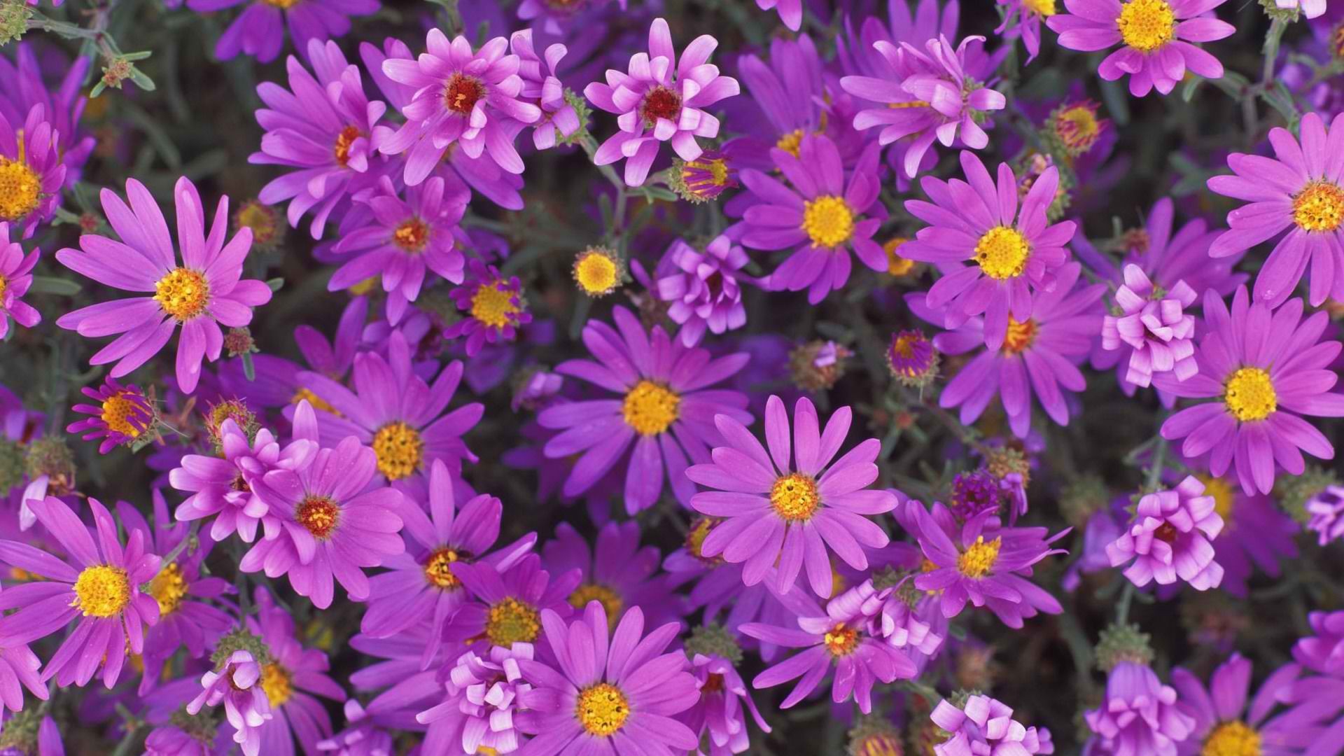 nature, flowers, purple flowers - desktop wallpaper
