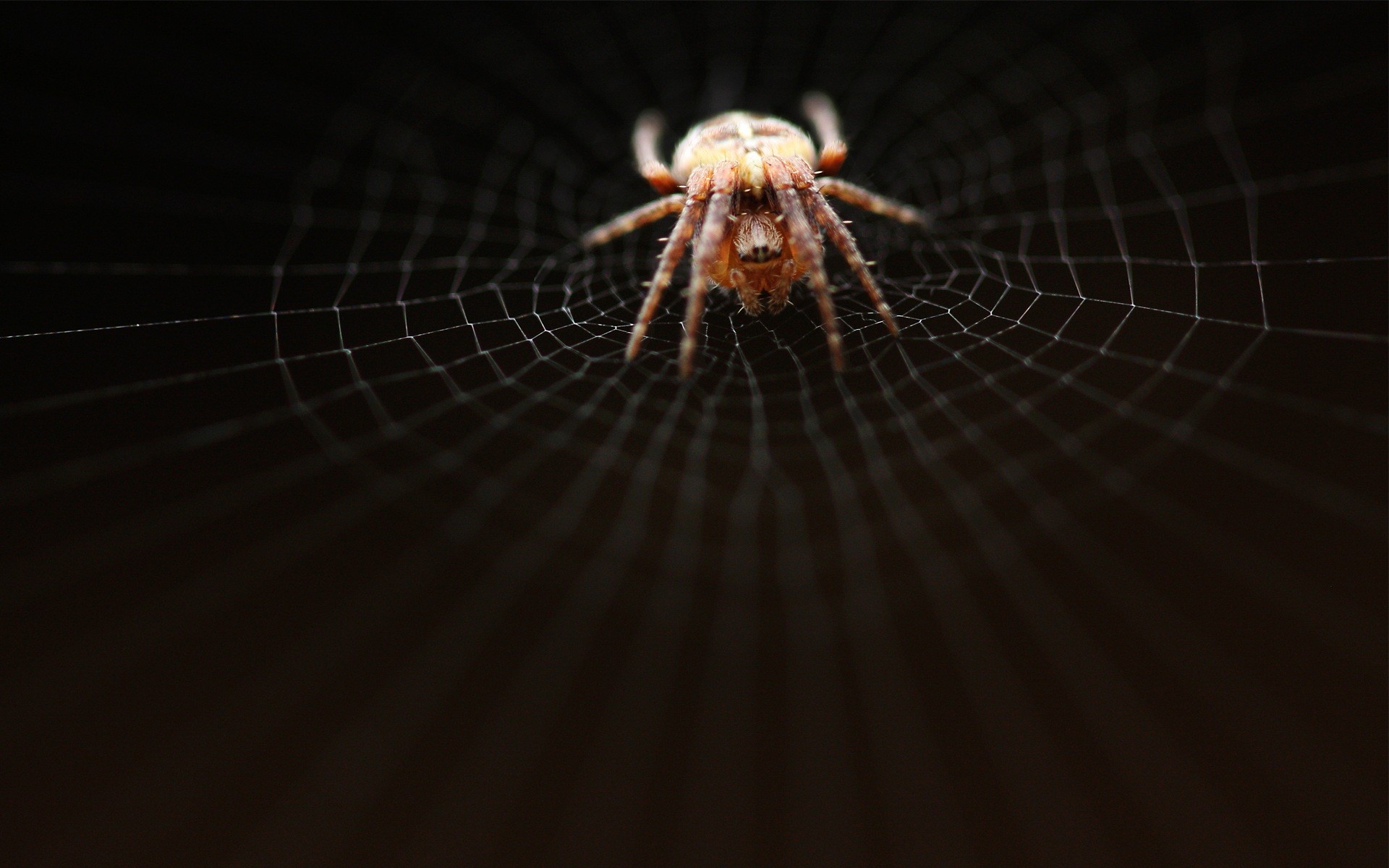 nature, insects, hunter, spiders - desktop wallpaper