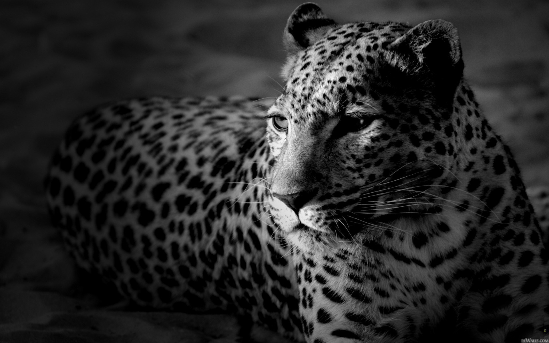 animals, monochrome, leopards - desktop wallpaper