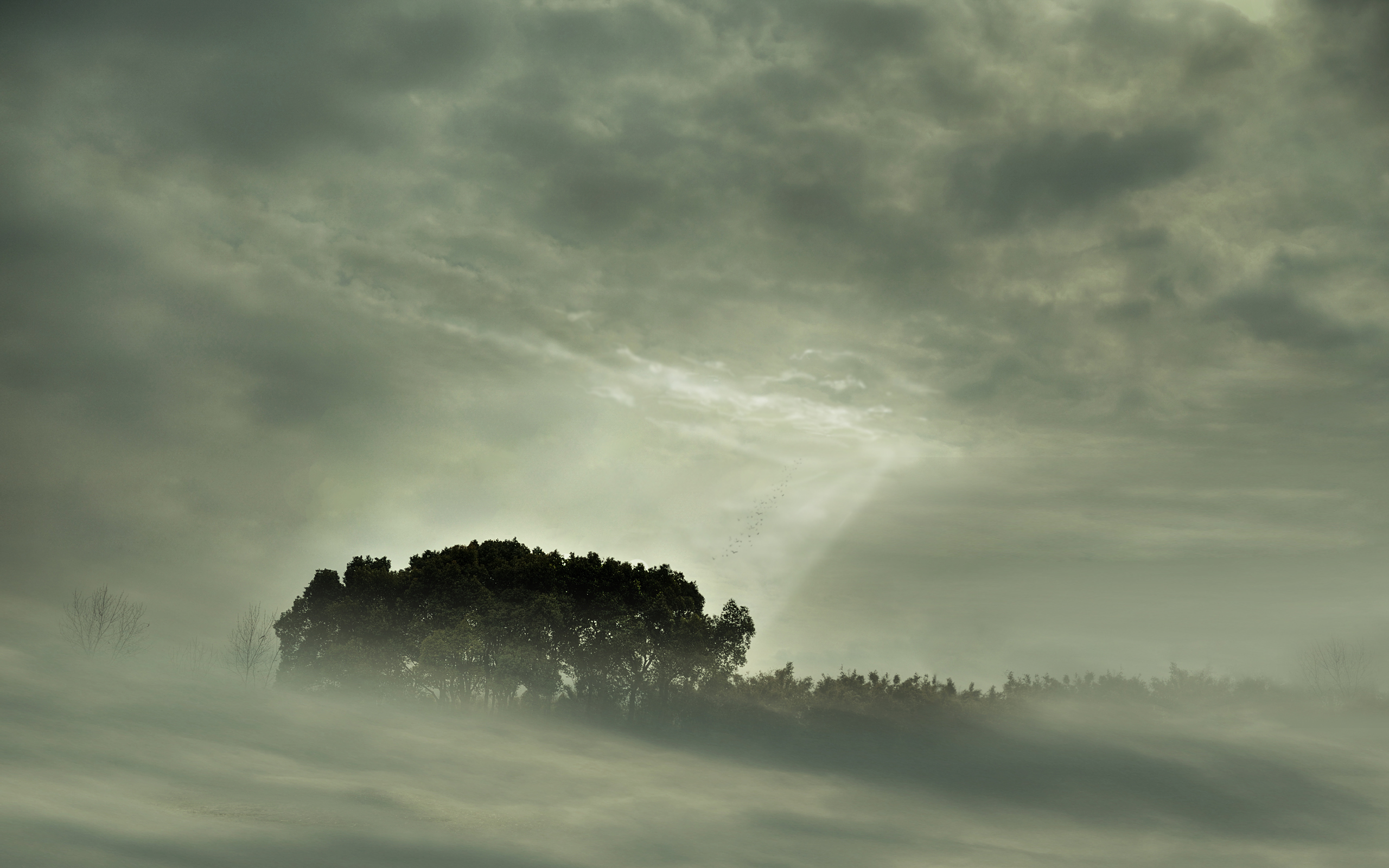clouds, landscapes, nature, trees, mist, sunlight, monochrome - desktop wallpaper