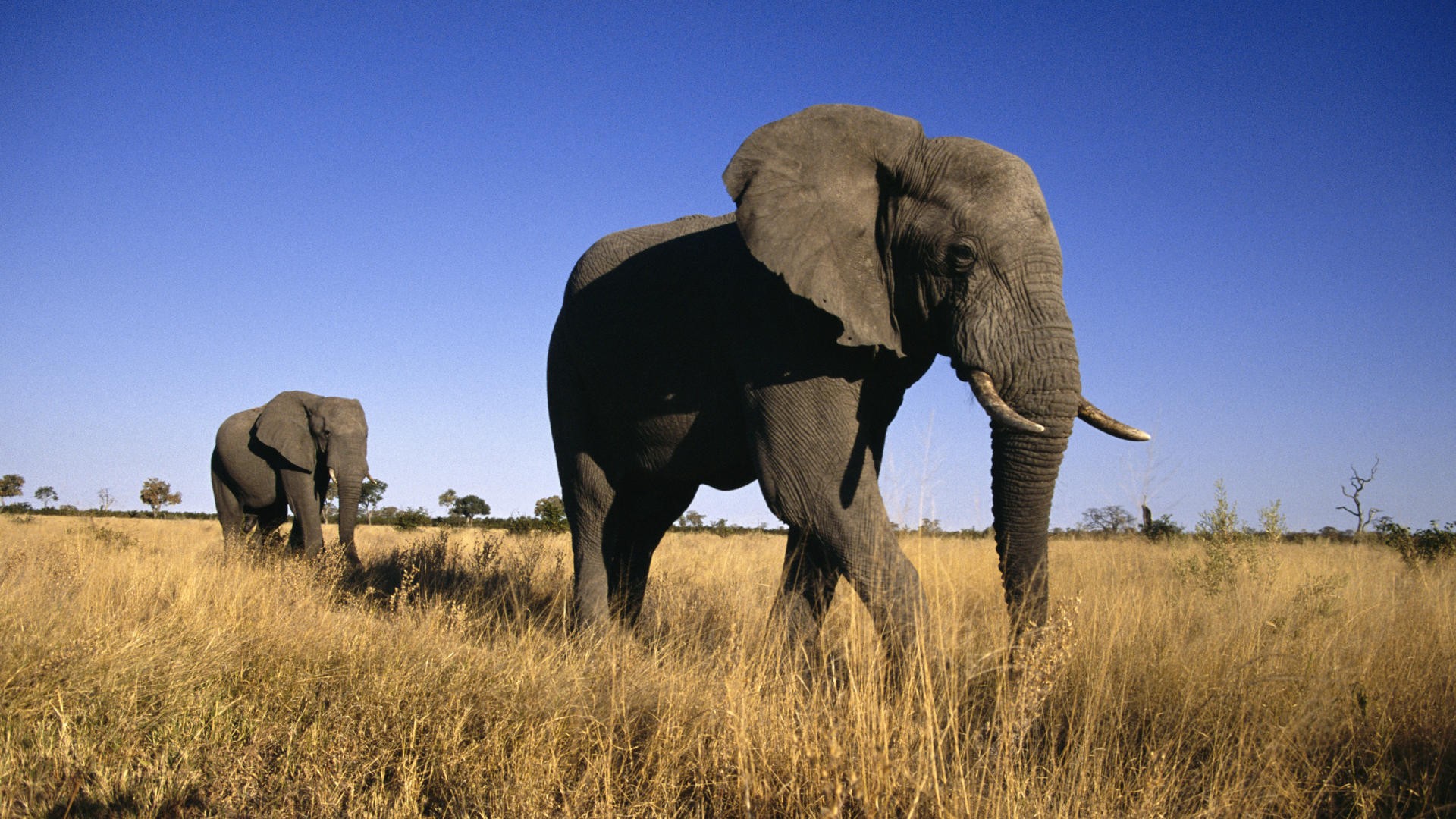 animals, male, elephants, Africa - desktop wallpaper