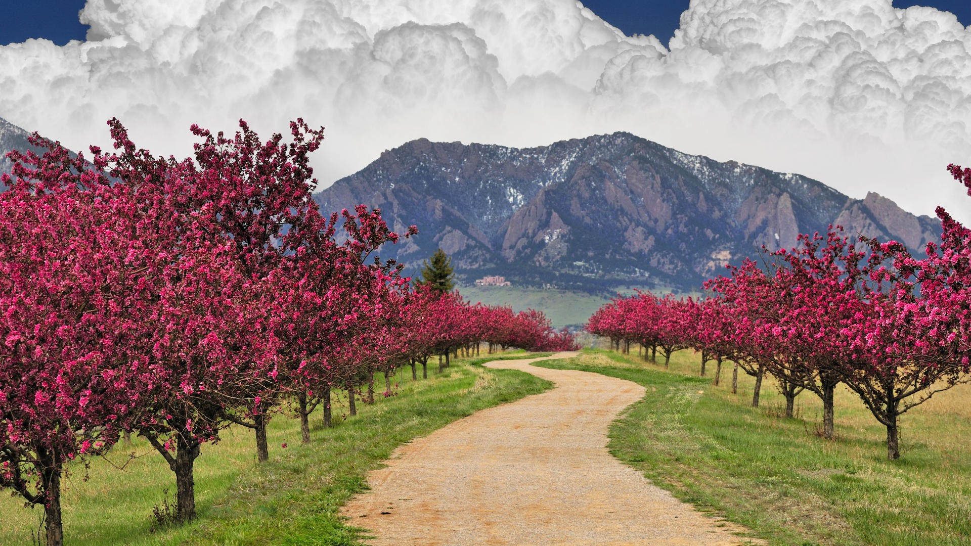 mountains, clouds, cherry blossoms, trees, spring, trail, Colorado, boulder - desktop wallpaper