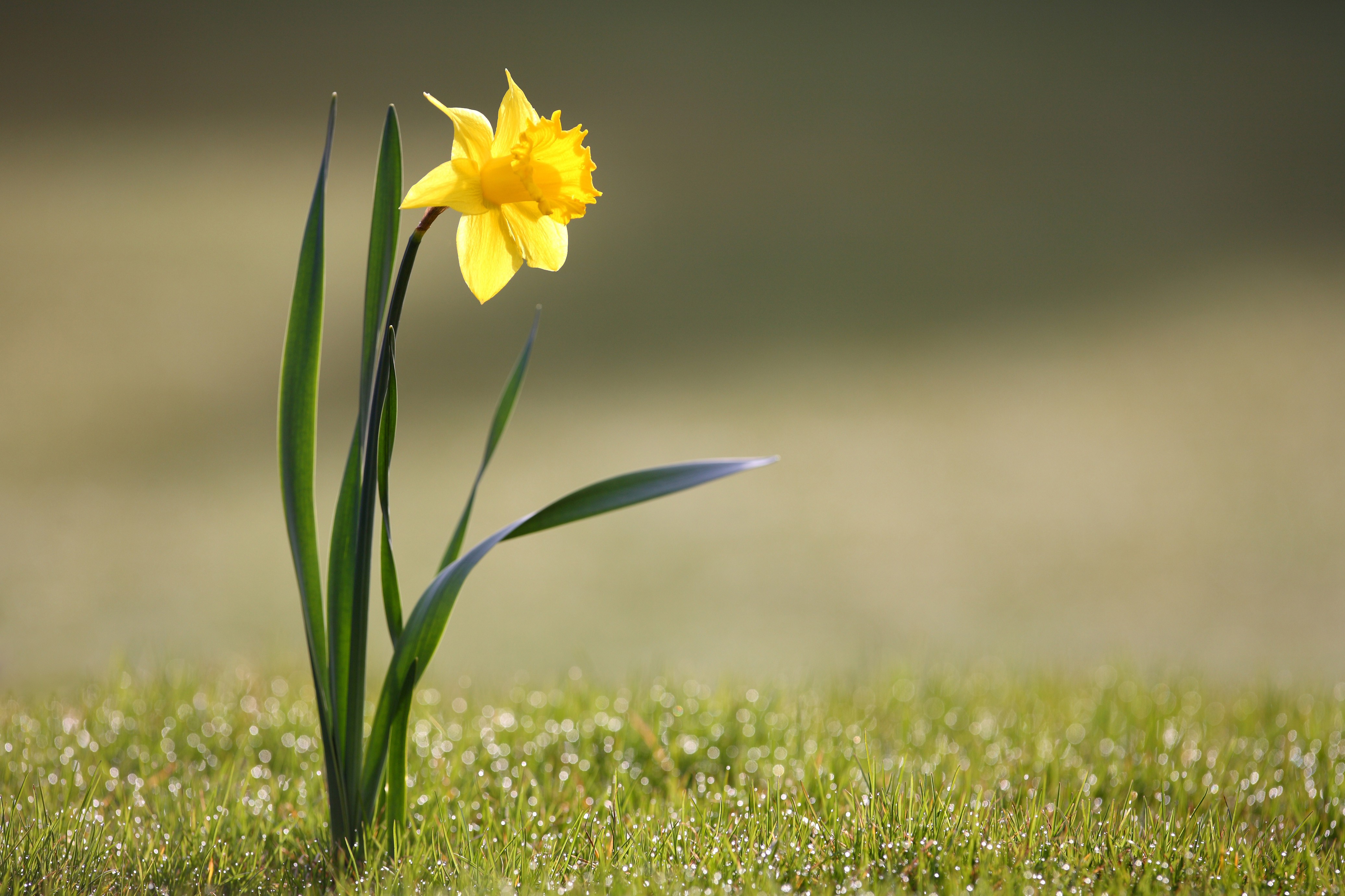 flowers, daffodils - desktop wallpaper