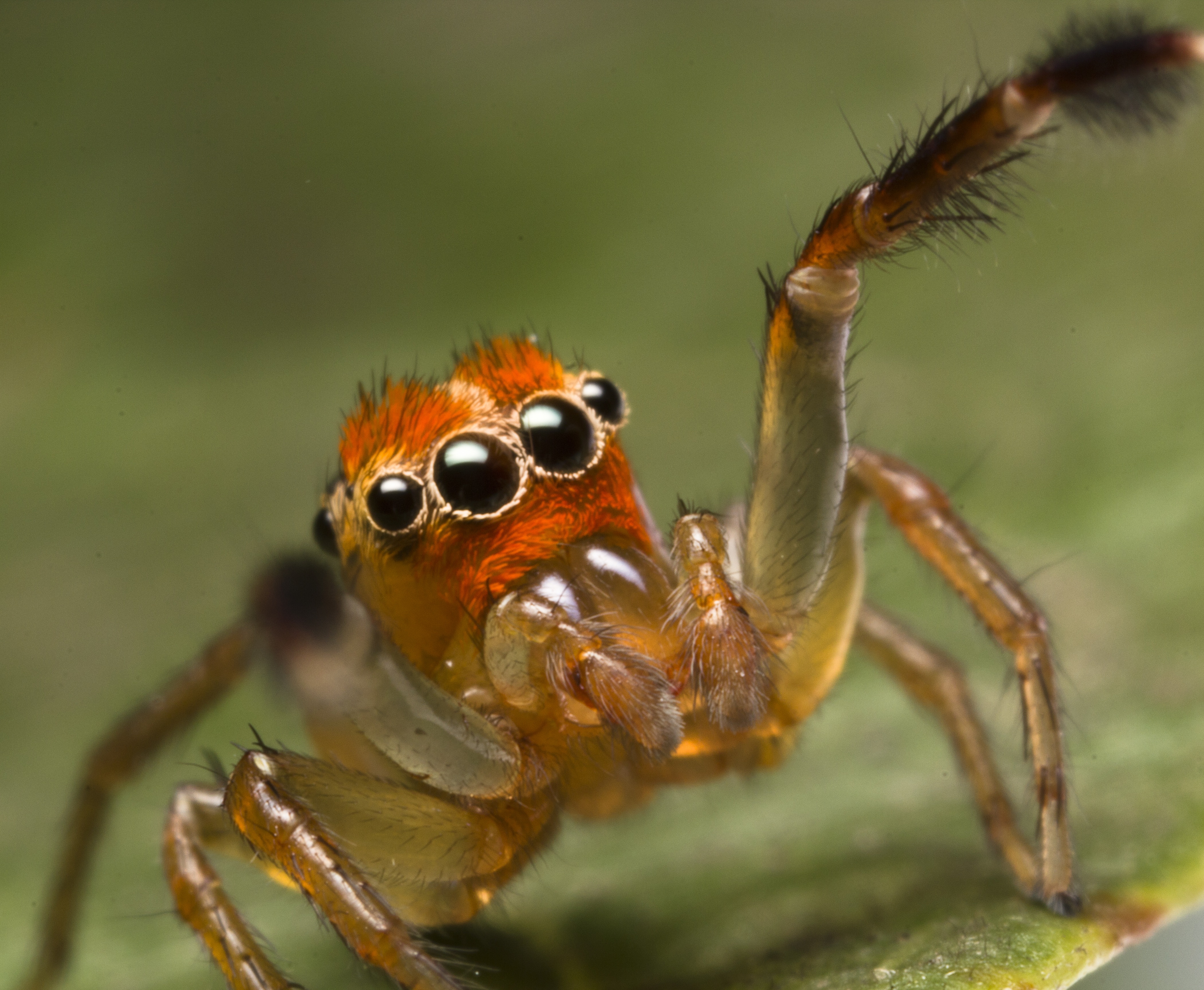 animals, insects, macro, spiders, arachnids - desktop wallpaper